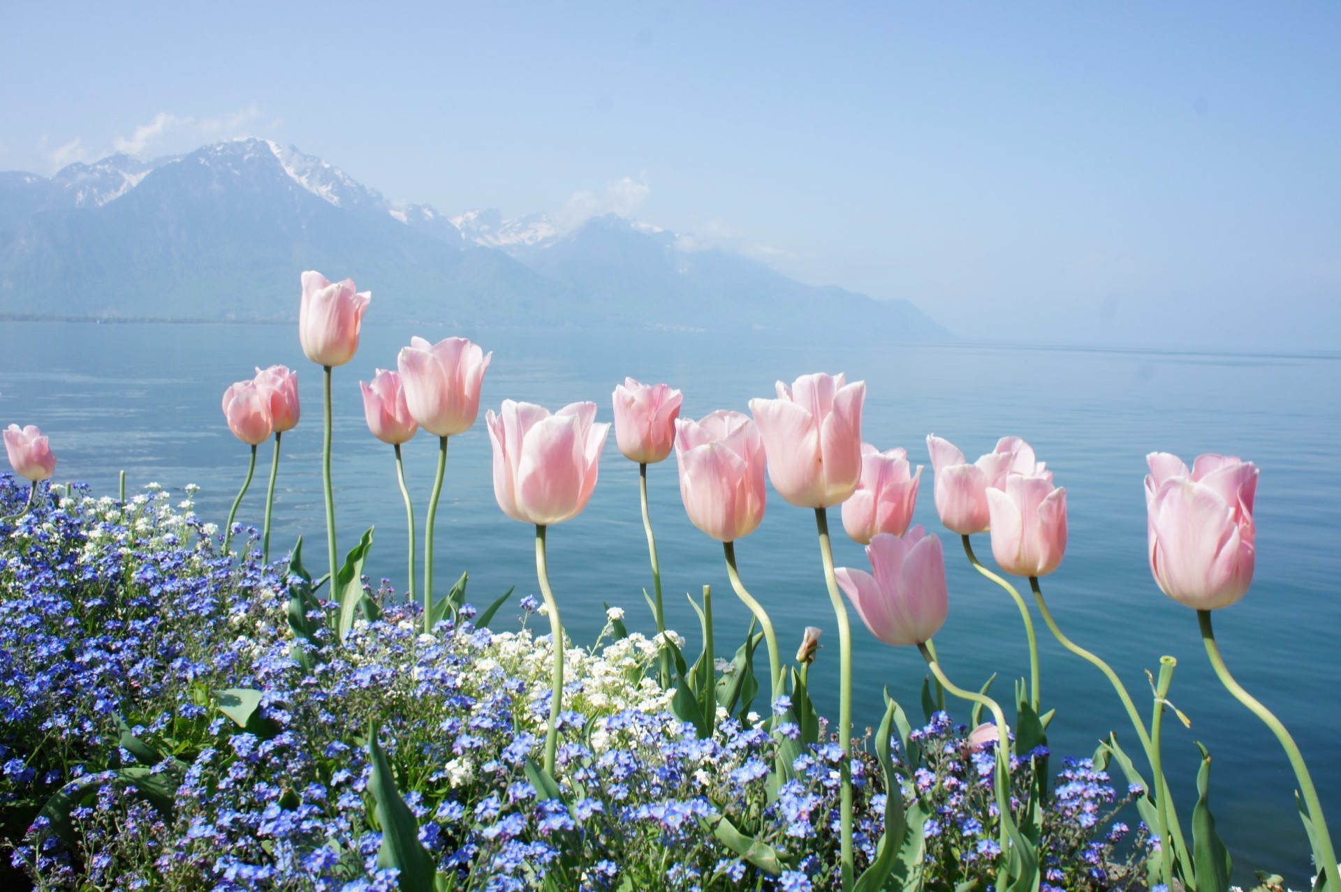 Скачать картинку Озеро, Цветок, Тюльпан, Земля/природа, Розовый Цветок, Флауэрсы в телефон бесплатно.