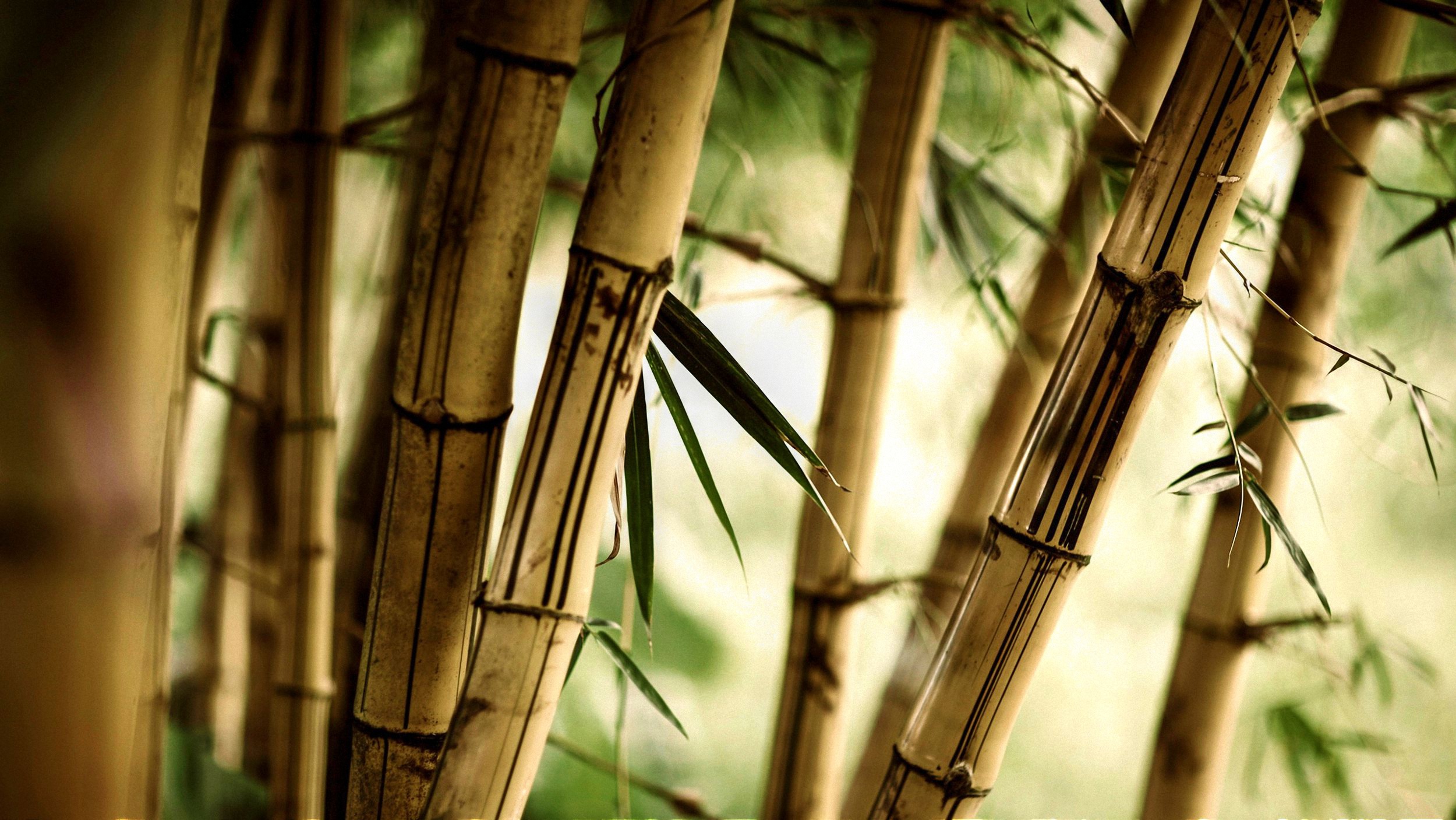 713754 Bild herunterladen erde/natur, bambus - Hintergrundbilder und Bildschirmschoner kostenlos