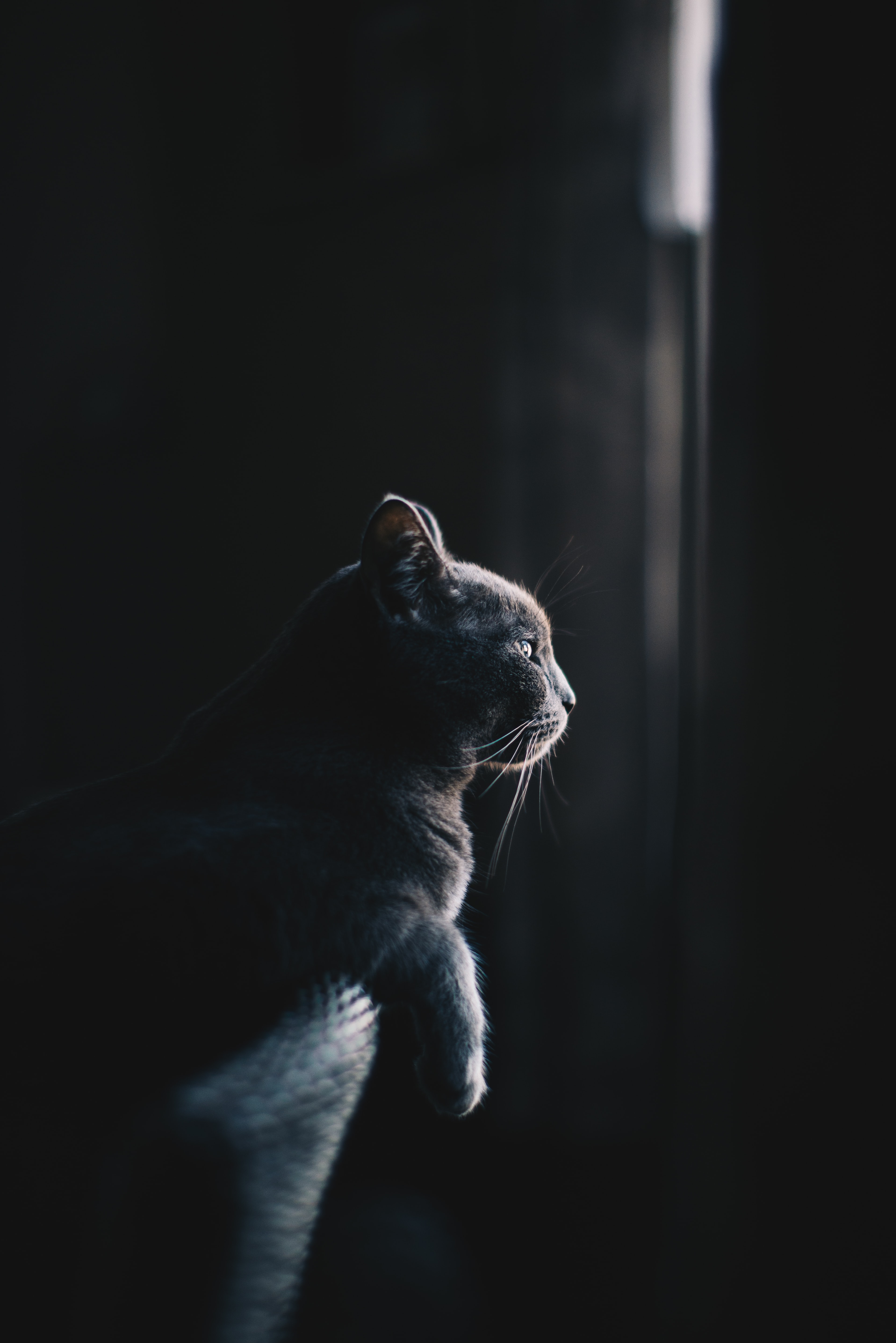 Wallpaper Full HD dark, animals, cat, profile