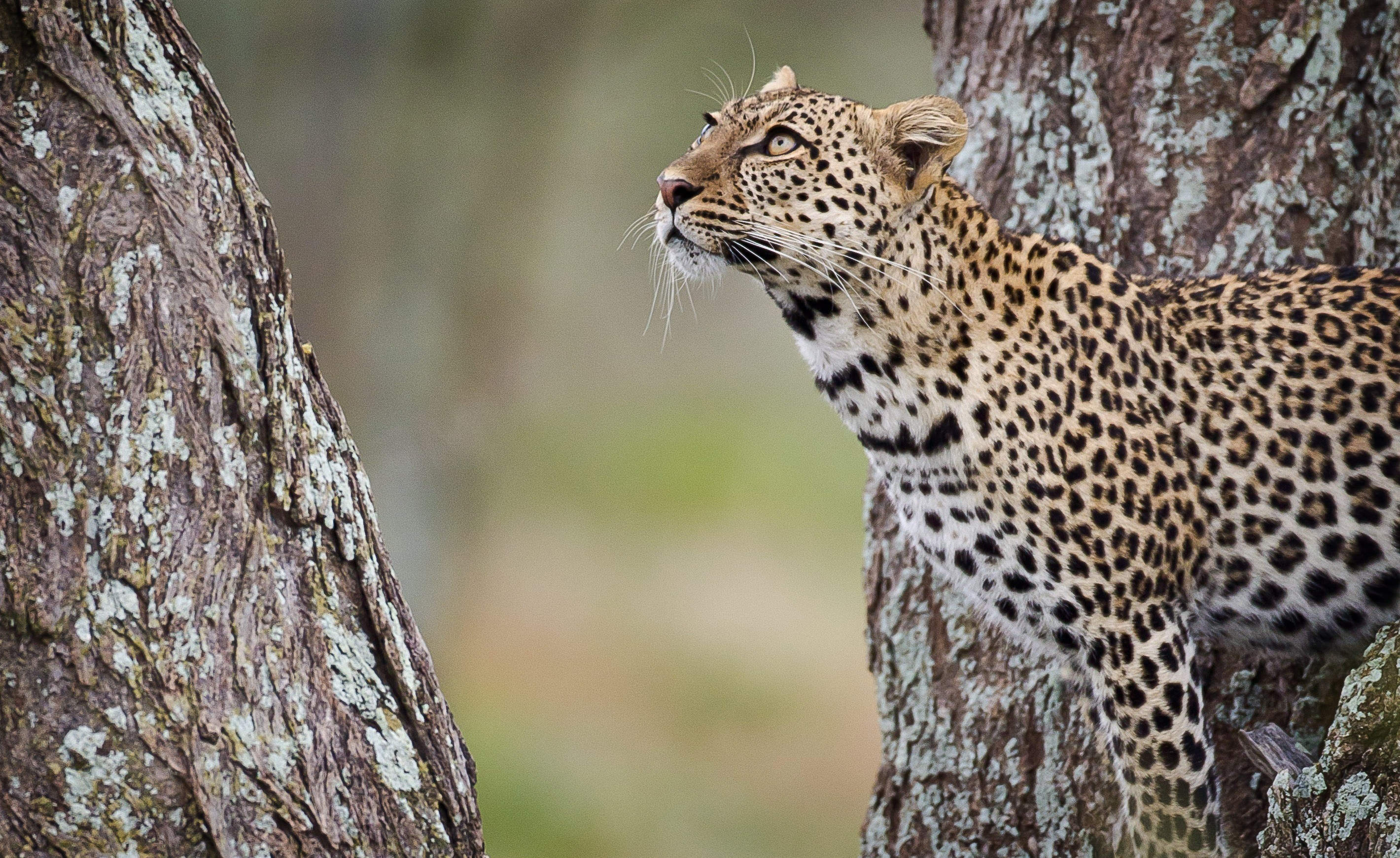 Descarga gratuita de fondo de pantalla para móvil de Leopardo, Gatos, Animales.