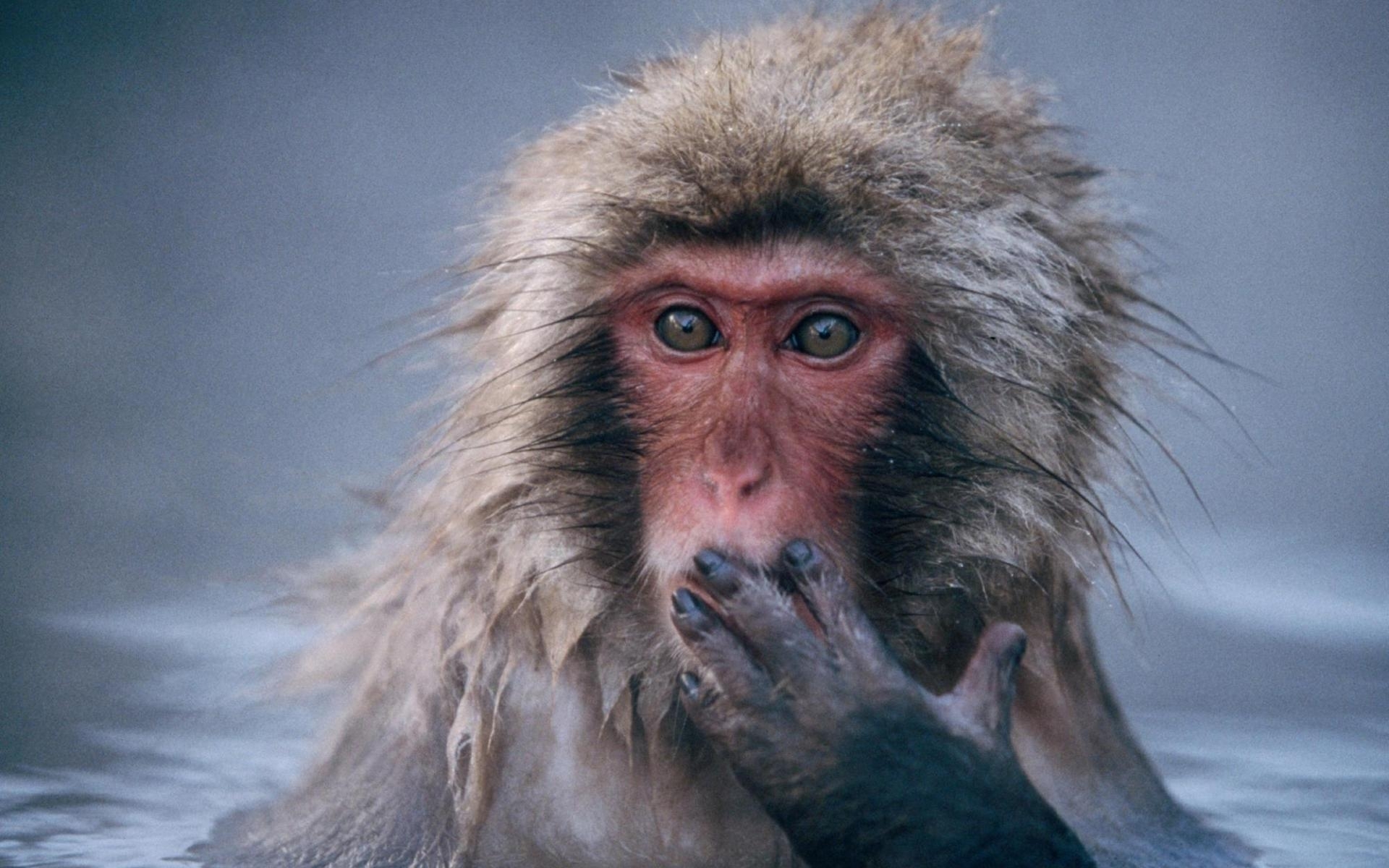 Descarga gratis la imagen Animales, Monos en el escritorio de tu PC