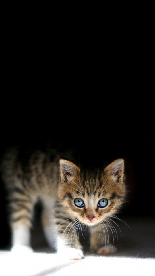 Download mobile wallpaper Cats, Cat, Animal for free.