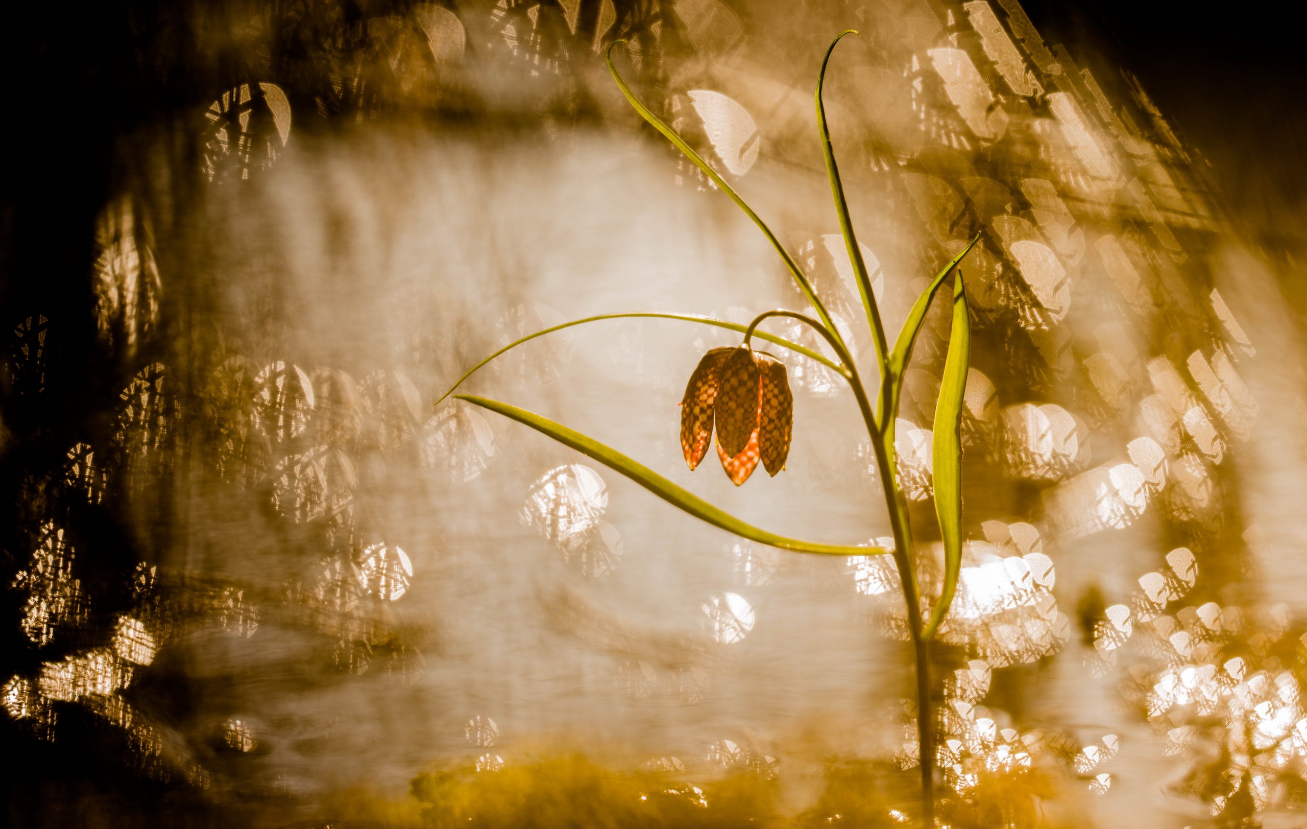 Descarga gratis la imagen Naturaleza, Flores, Flor, De Cerca, Bokeh, Tierra/naturaleza en el escritorio de tu PC