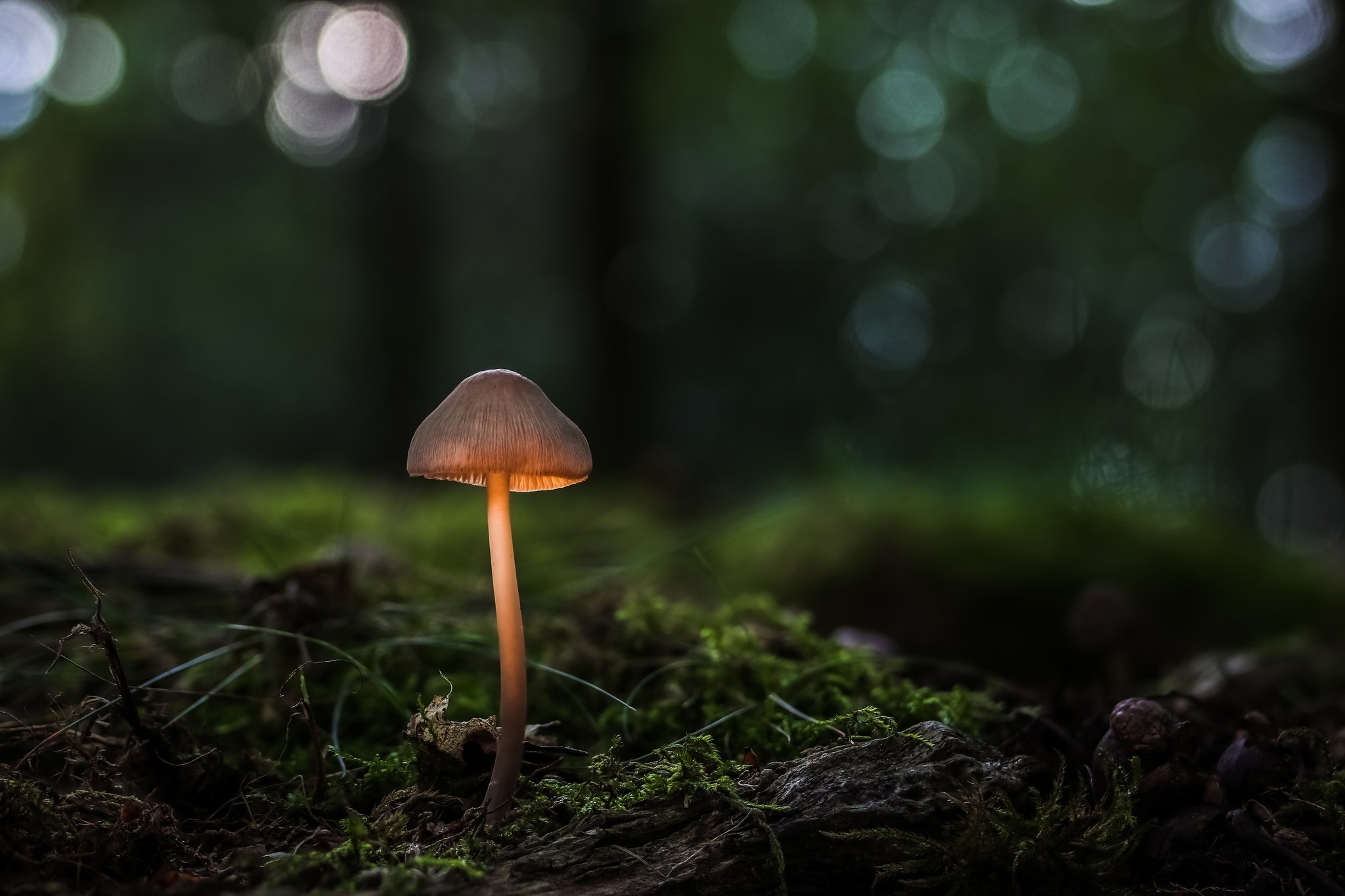 Download mobile wallpaper Nature, Macro, Earth, Mushroom for free.