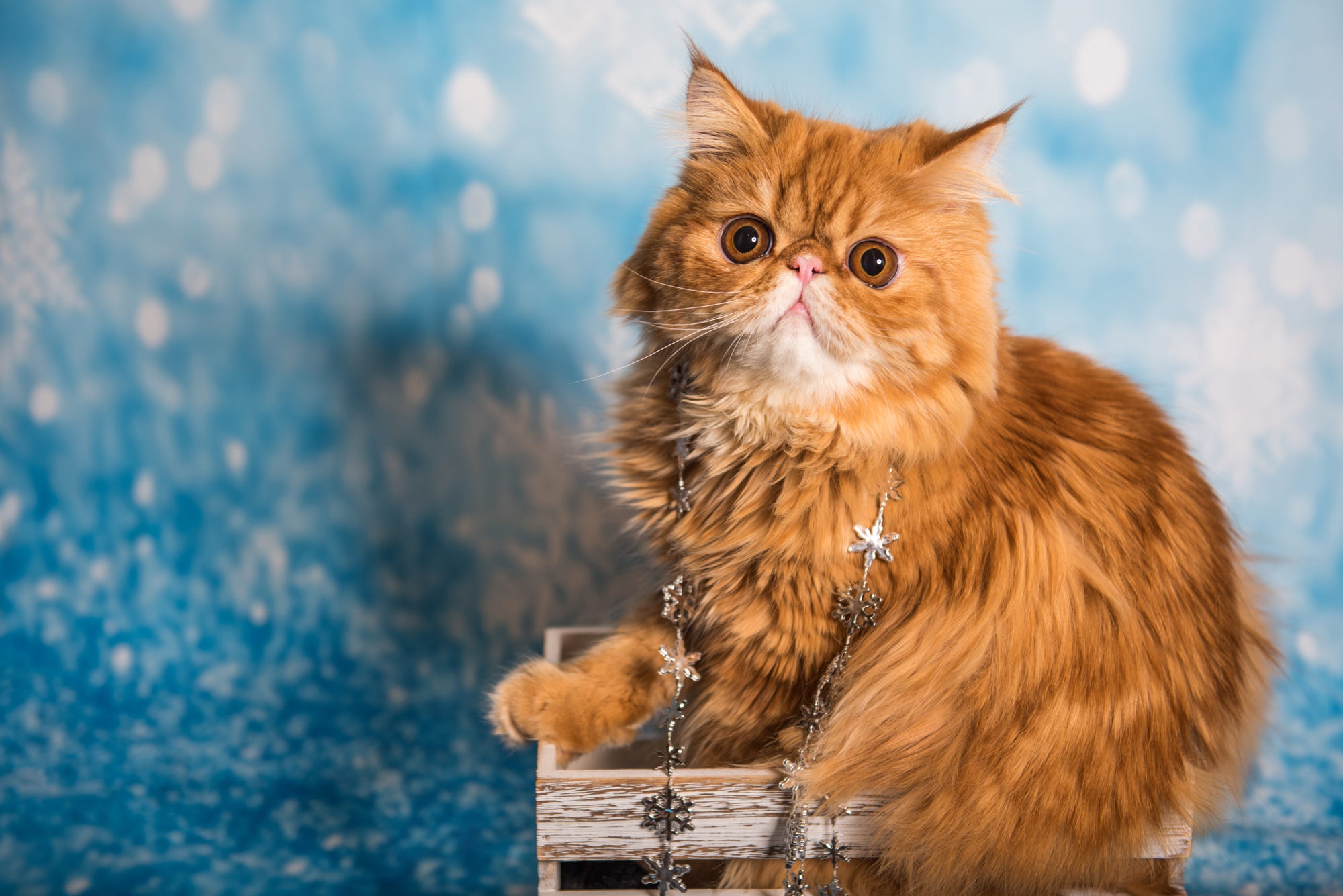 Download mobile wallpaper Cats, Animal, Persian Cat for free.