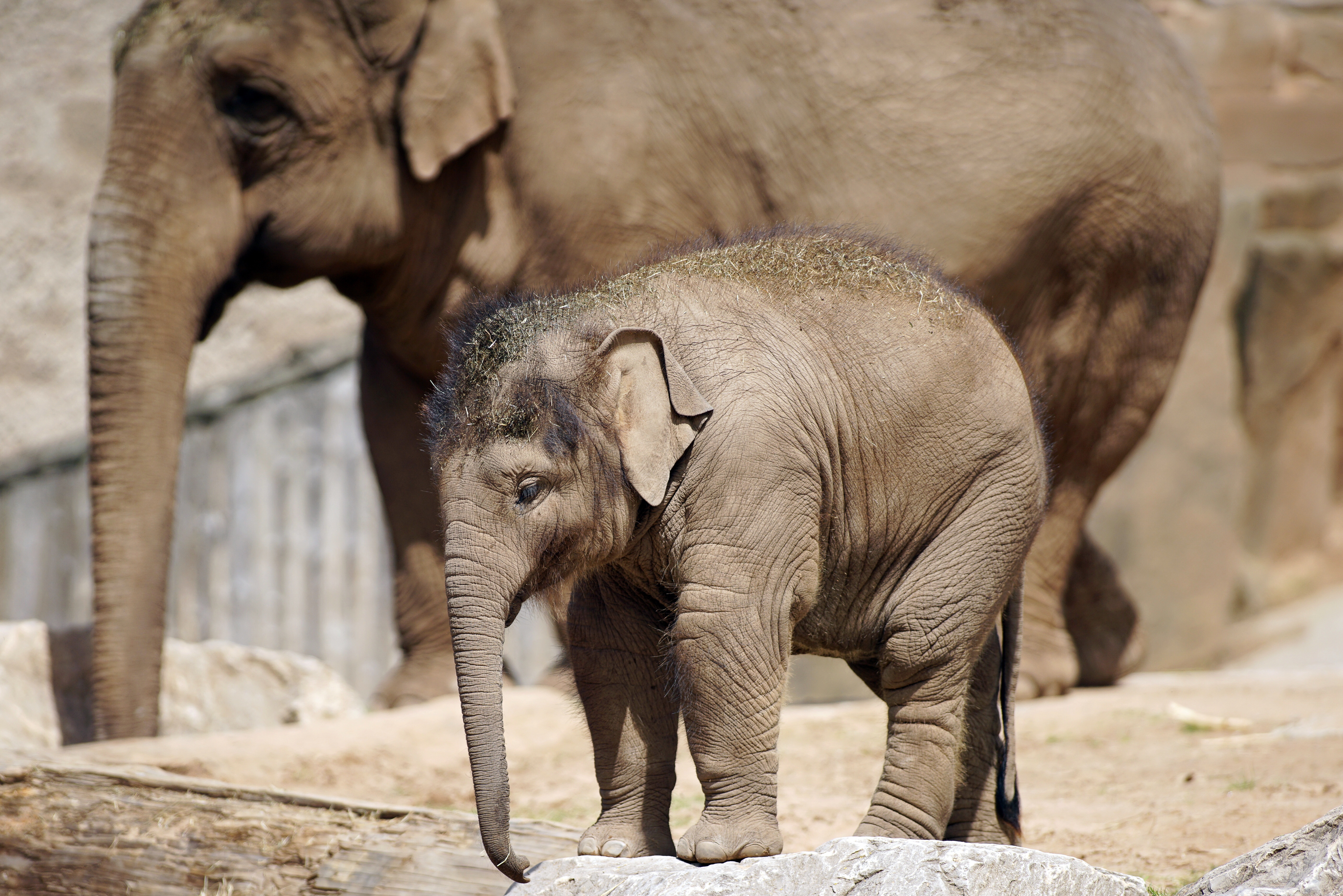 Descarga gratuita de fondo de pantalla para móvil de Animales, Elefantes, Bebe Animal, Elefante Asiático.