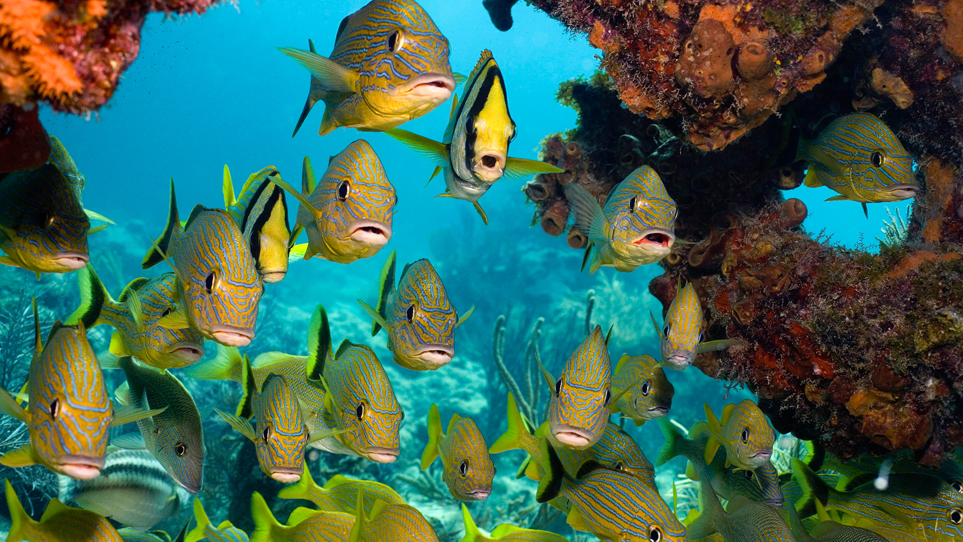 Скачать картинку Животные, Море, Рыбы, Океан, Подводный в телефон бесплатно.