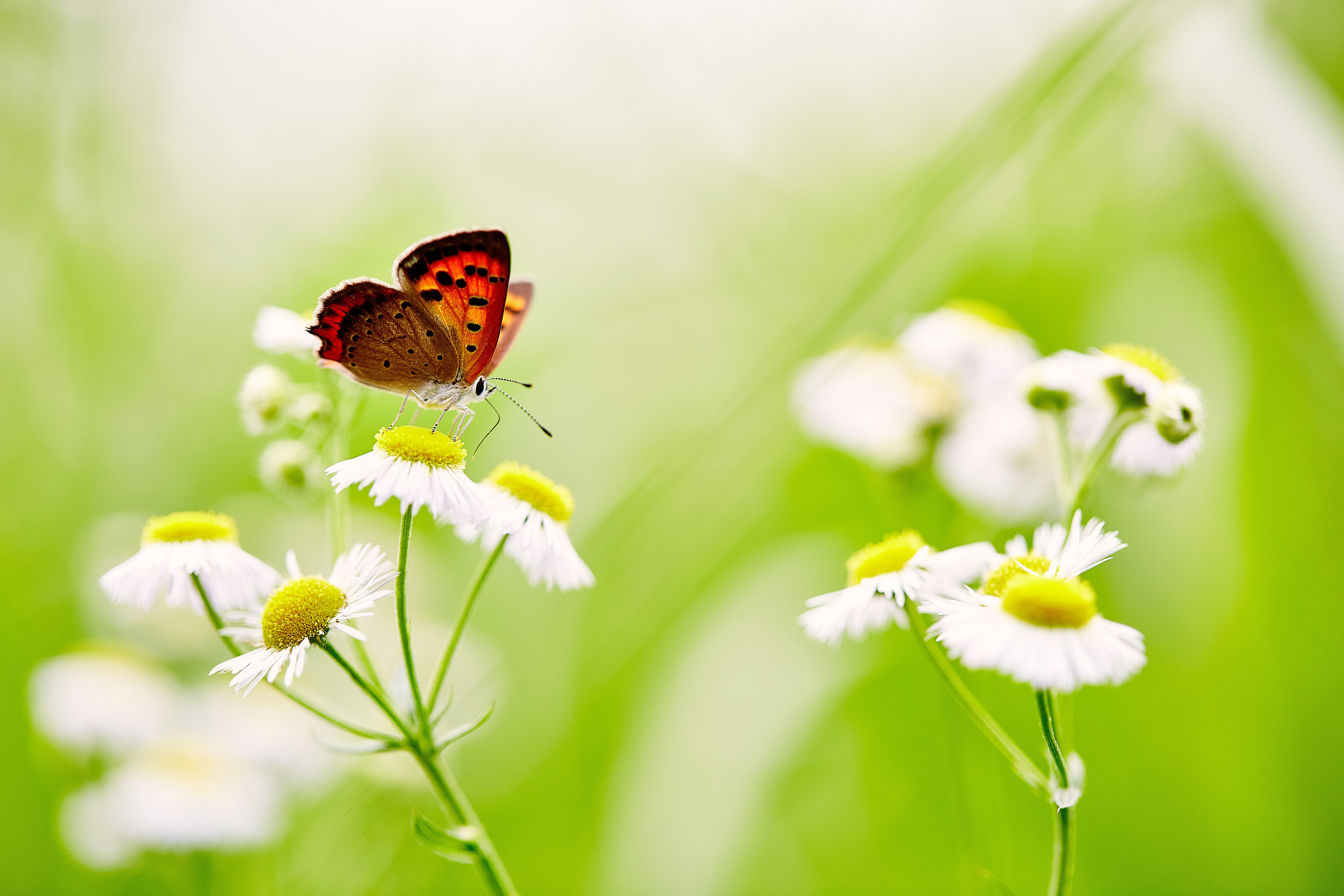 PCデスクトップに動物, 蝶, 花, 大きい, 白い花, 虫画像を無料でダウンロード