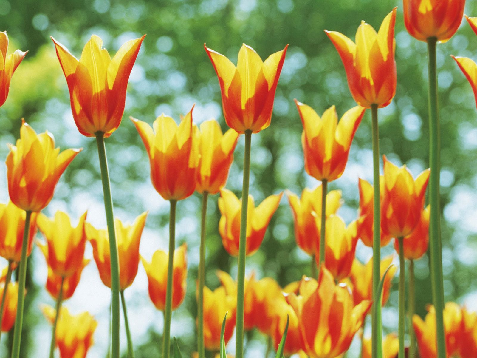 Handy-Wallpaper Sonnigen, Blendung, Blumen, Blumenbeet, Sonnig, Tulpen, Frühling kostenlos herunterladen.