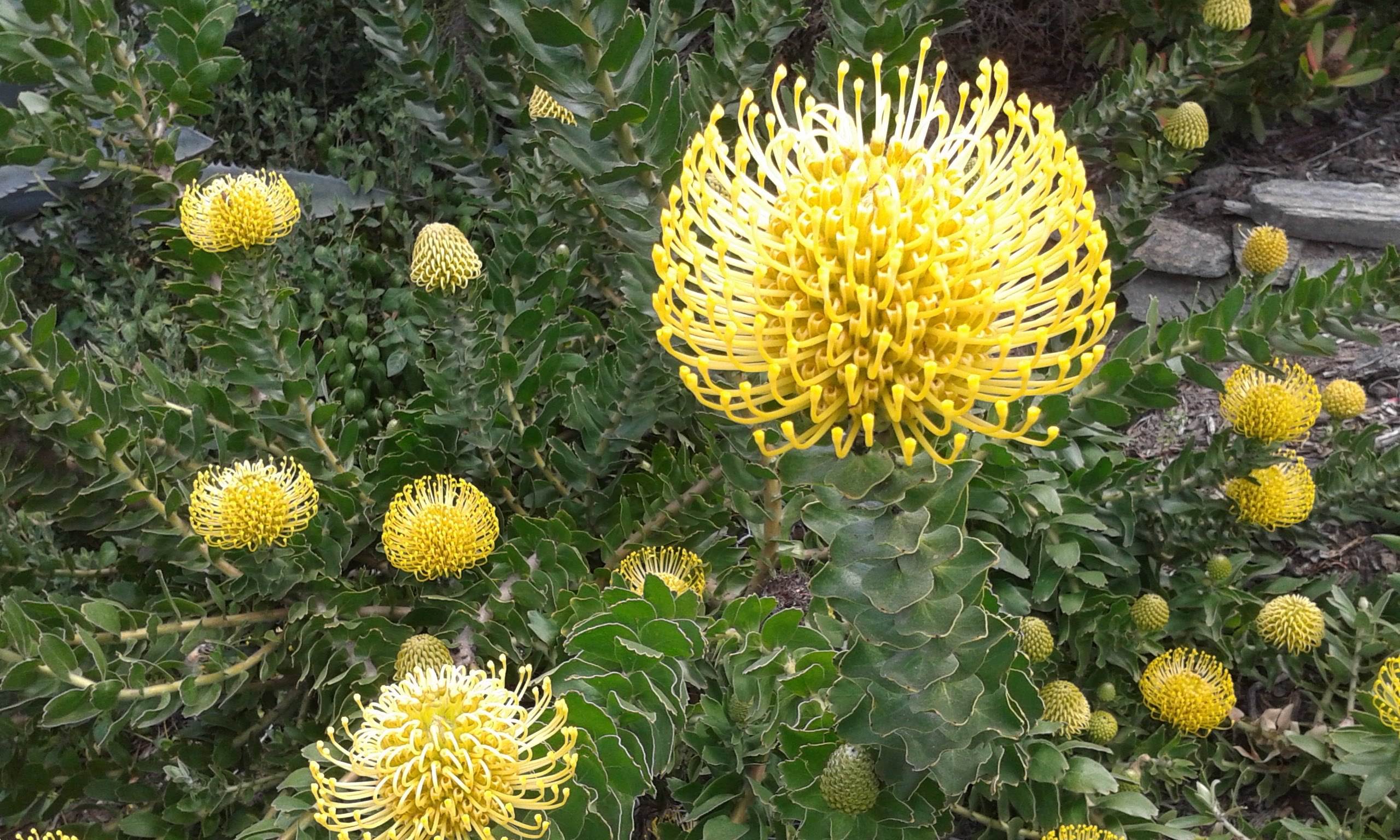 Descarga gratuita de fondo de pantalla para móvil de Flores, Flor, Tierra/naturaleza.