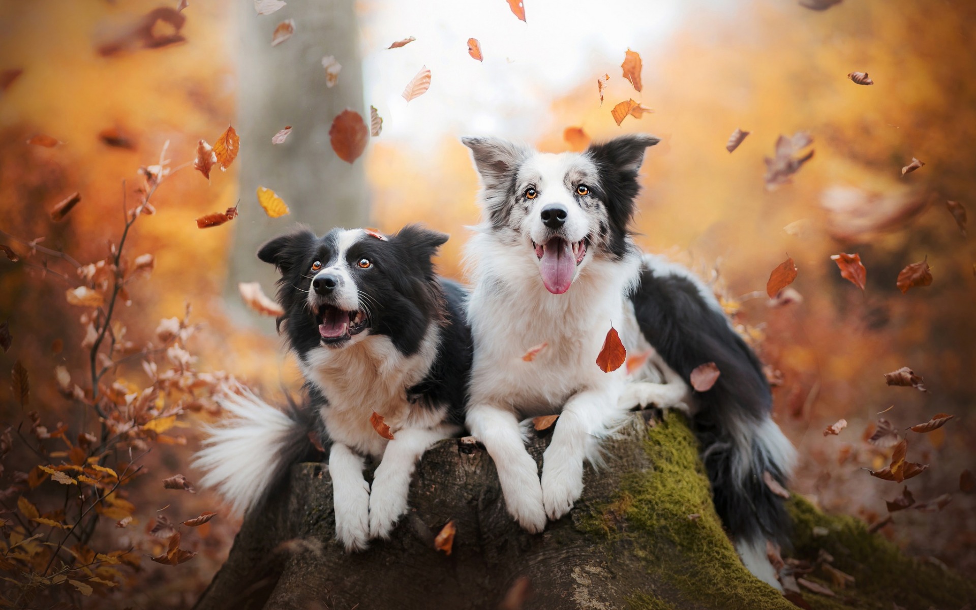 Скачать обои бесплатно Животные, Собаки, Осень, Собака, Листва, Бордер Колли картинка на рабочий стол ПК