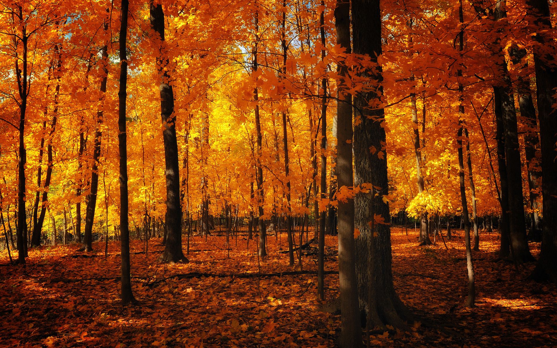 Baixar papel de parede para celular de Natureza, Outono, Floresta, Árvore, Folha, Terra/natureza gratuito.