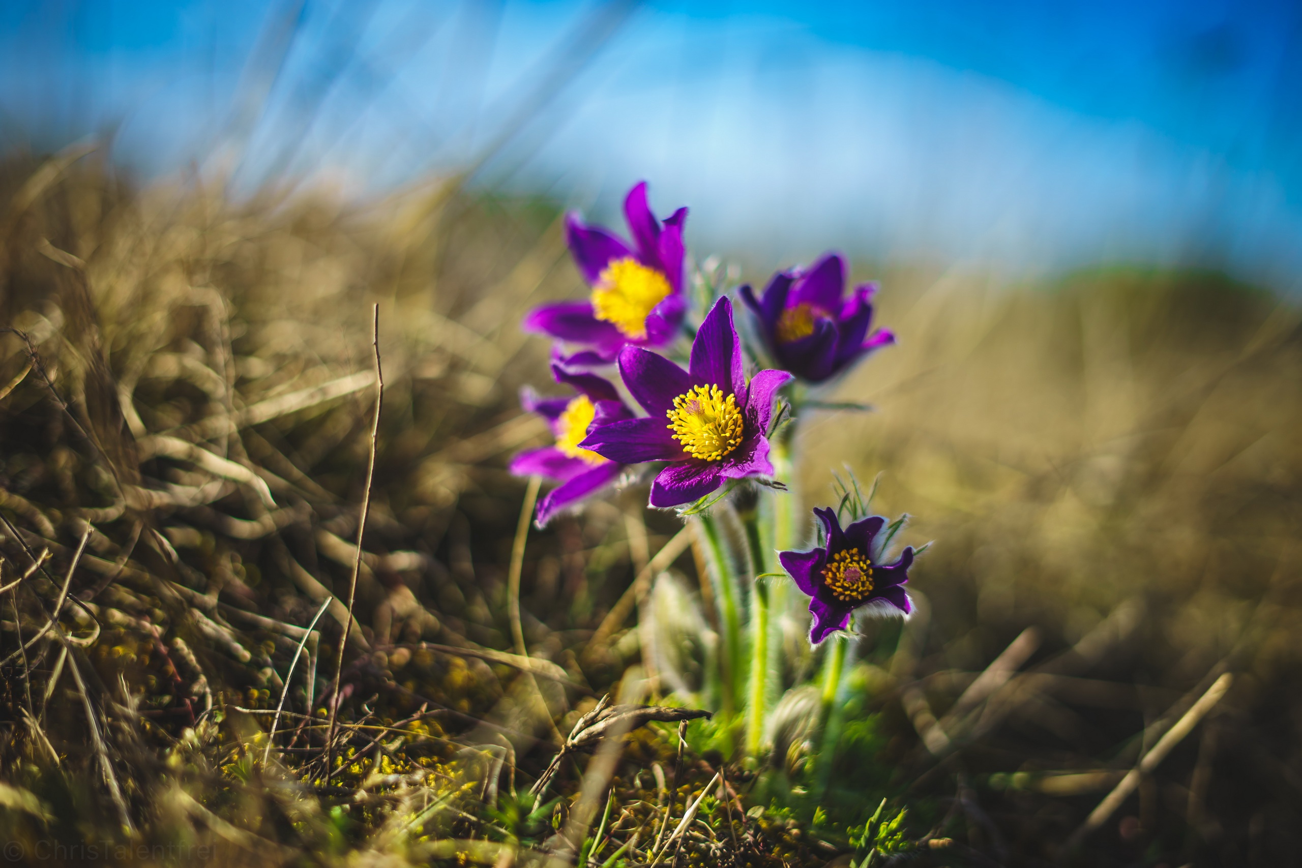 Download mobile wallpaper Nature, Flowers, Flower, Blur, Close Up, Earth, Anemone, Purple Flower for free.