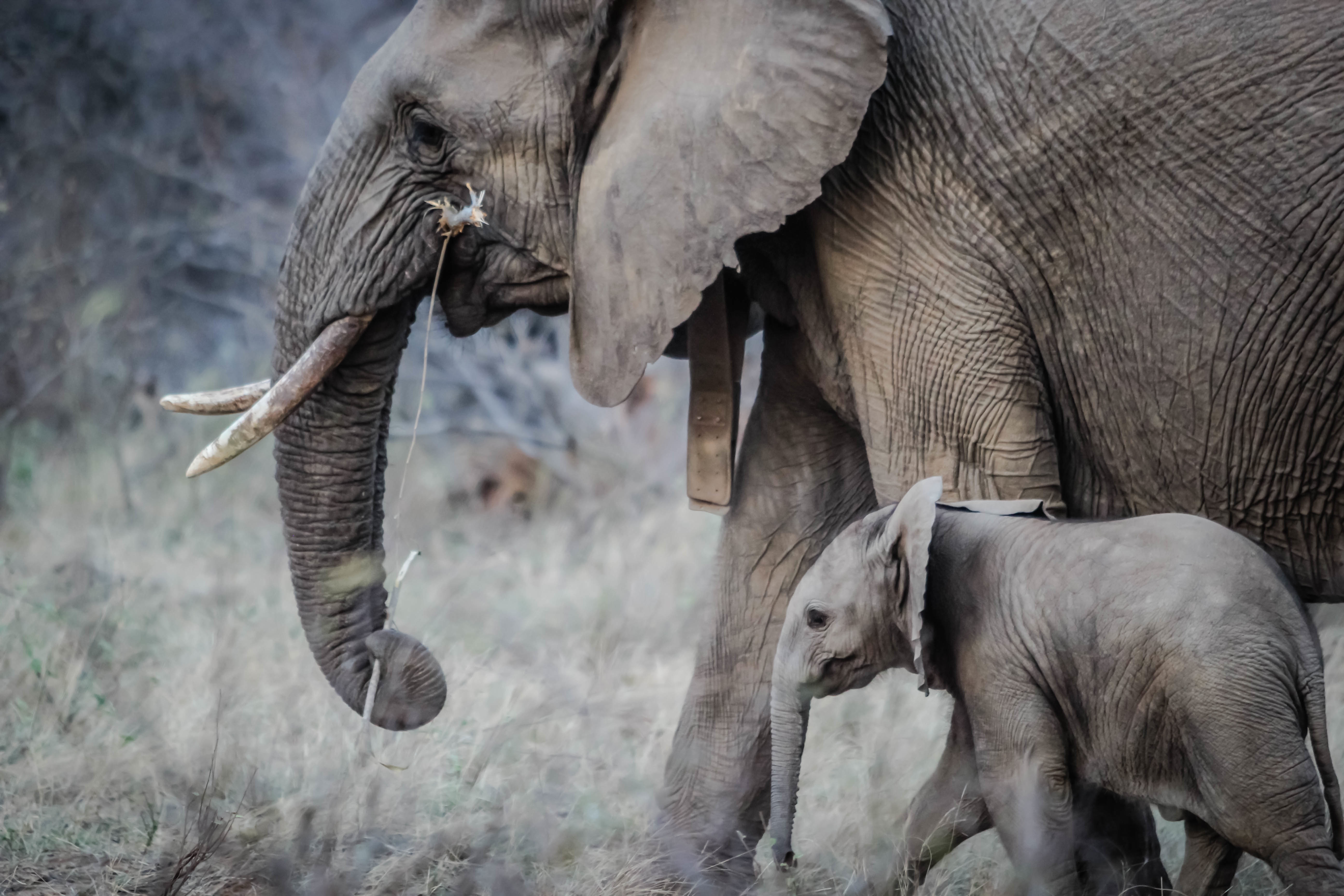 116302 скачать картинку слоны, хобот, животные, прогулка, детеныш, бивни - обои и заставки бесплатно