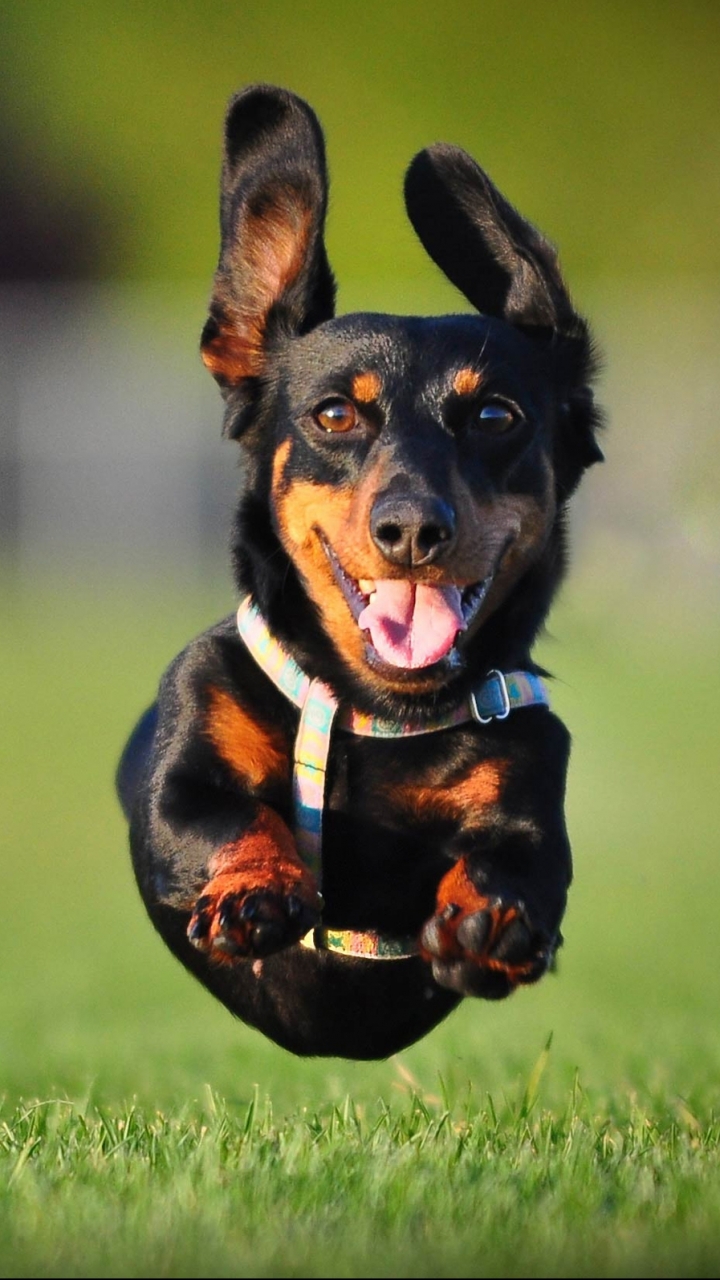 Download mobile wallpaper Dogs, Animal, Jump, Dachshund for free.