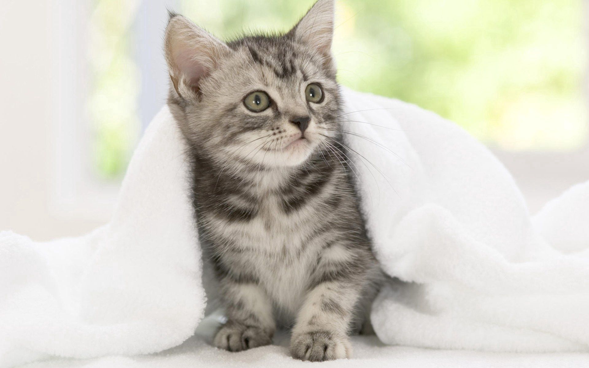 97596 скачать картинку животные, взгляд, котенок, ожидание, одеяло - обои и заставки бесплатно
