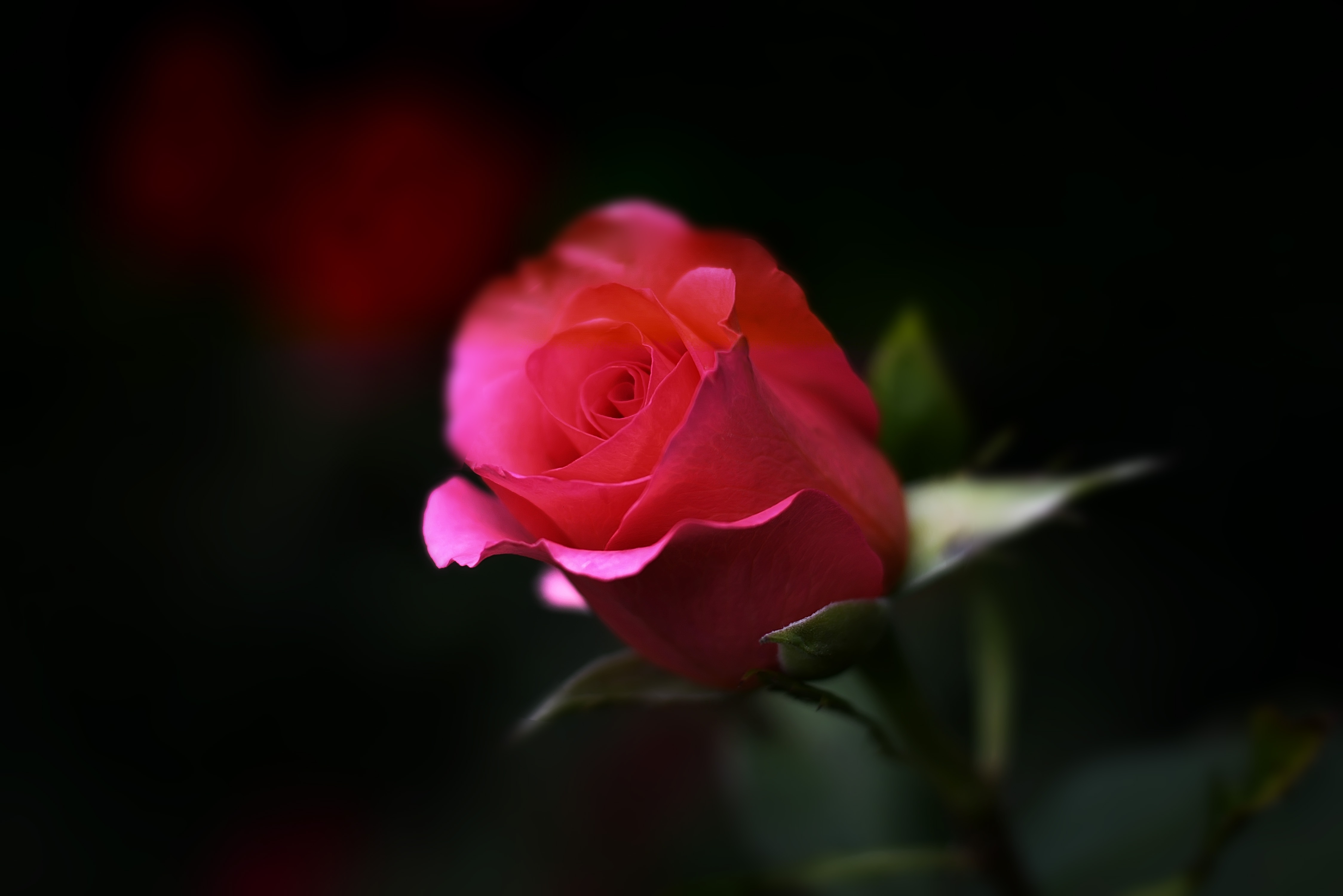 Laden Sie das Knospe, Bud, Blume, Makro, Rose-Bild kostenlos auf Ihren PC-Desktop herunter