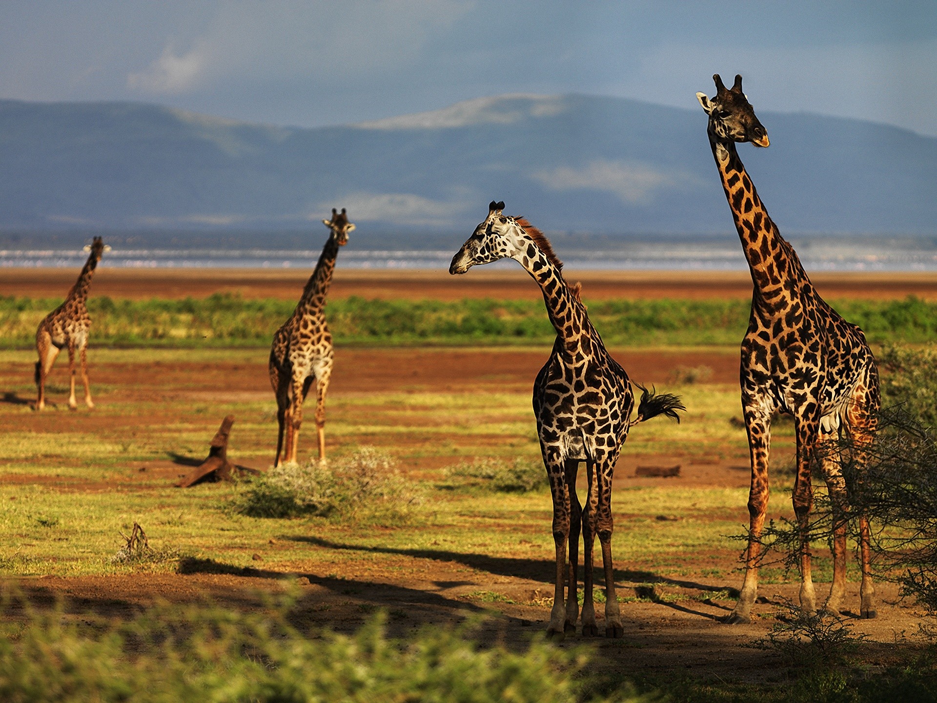 215812 télécharger le fond d'écran girafe, animaux - économiseurs d'écran et images gratuitement