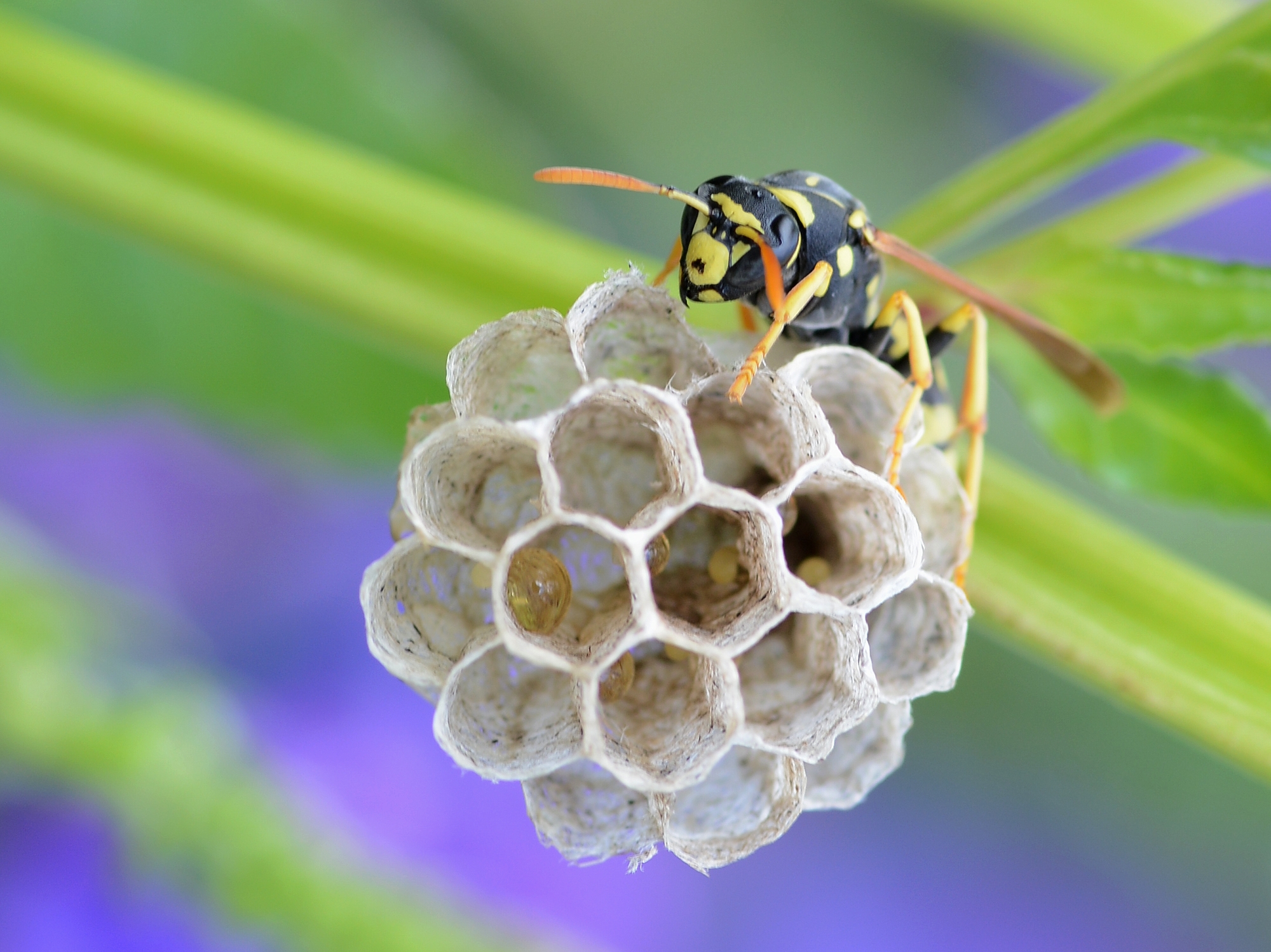 Free download wallpaper Insects, Animal, Nest, Wasp on your PC desktop