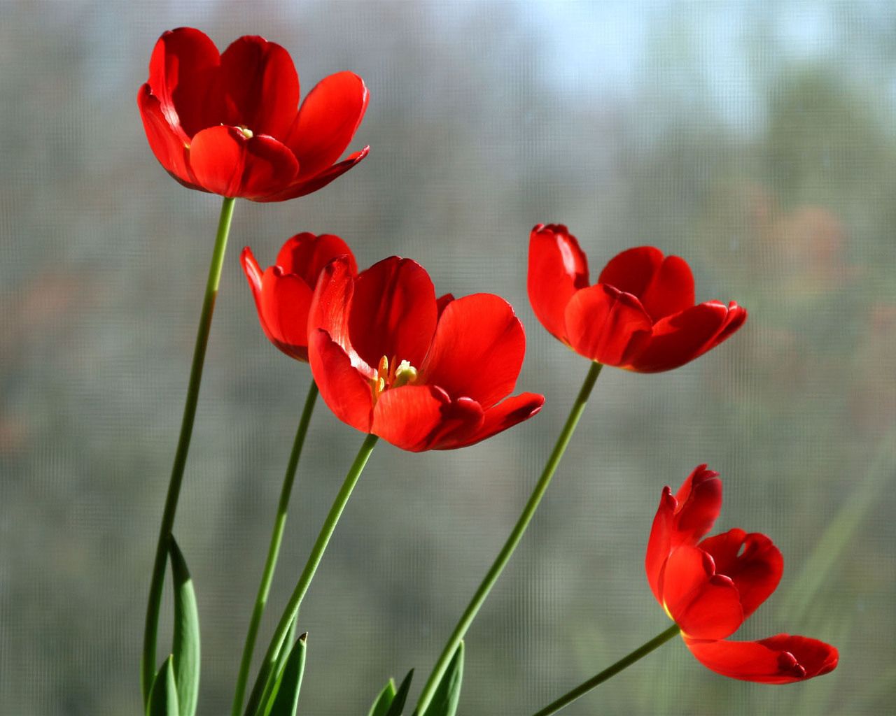 139677 baixar papel de parede flores, tulipas, vidro, dissolvido, solto, ensolarado - protetores de tela e imagens gratuitamente