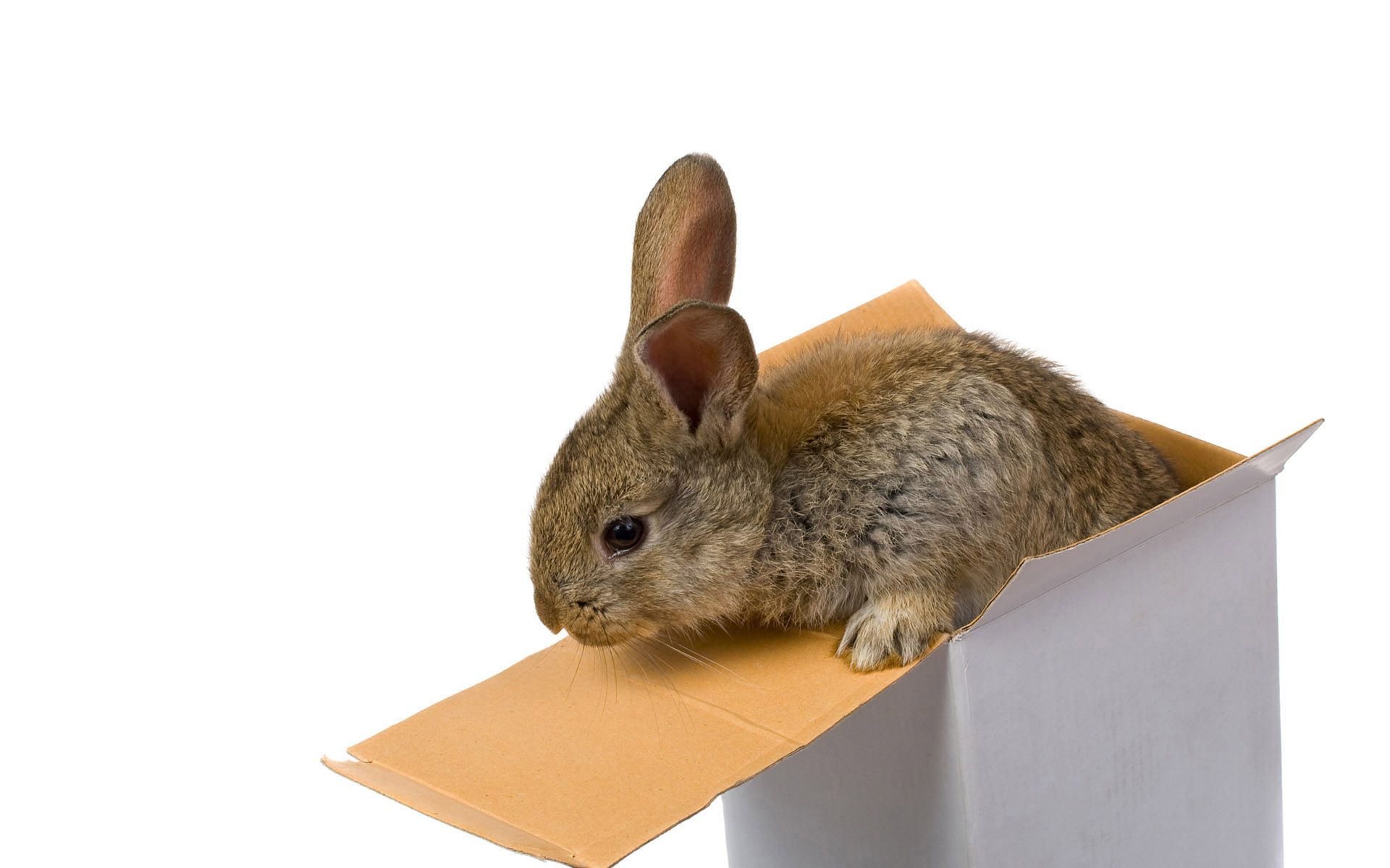 animals, box, ears, climb, rabbit HD wallpaper