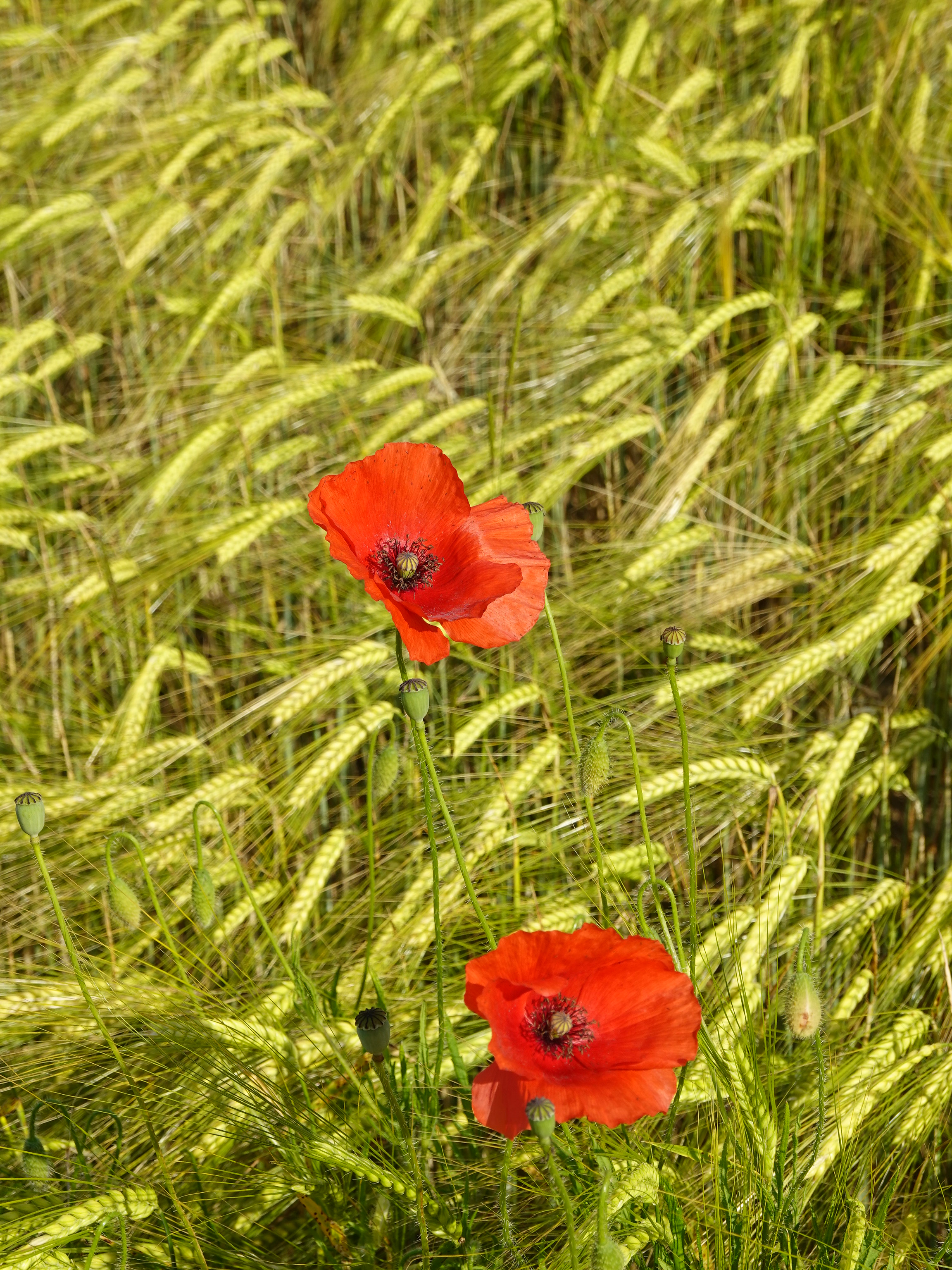 plants, flowers, poppies, cones, red, spikelets