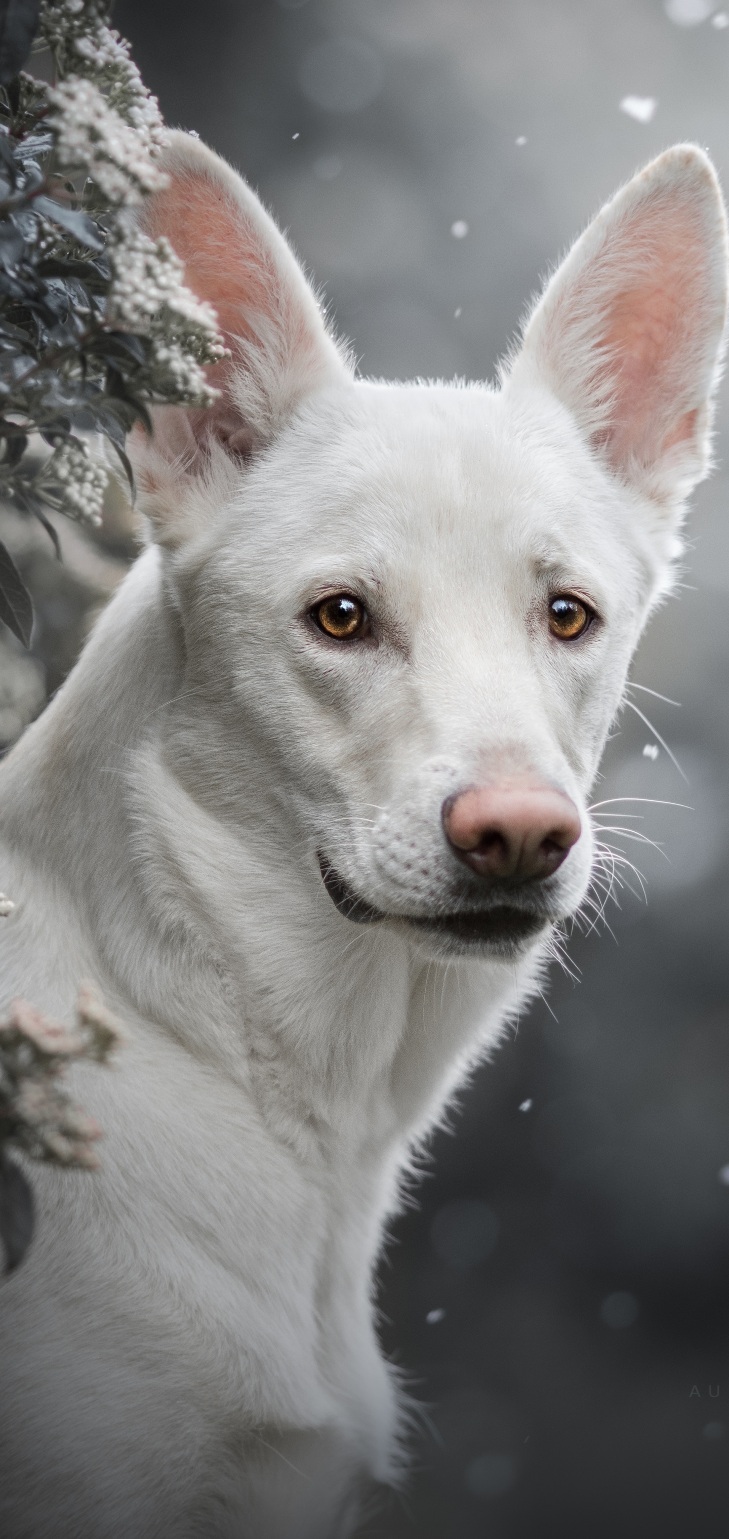 Handy-Wallpaper Tiere, Hunde, Hund, Weißer Schäferhund kostenlos herunterladen.