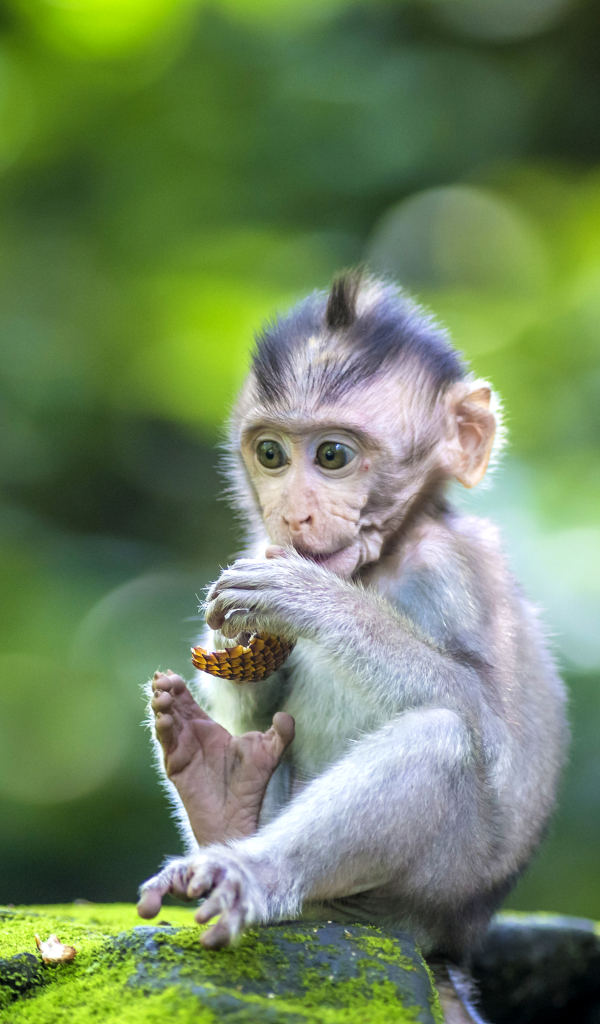 無料モバイル壁紙動物, サル, 猿, ボケ, 赤ちゃん動物をダウンロードします。