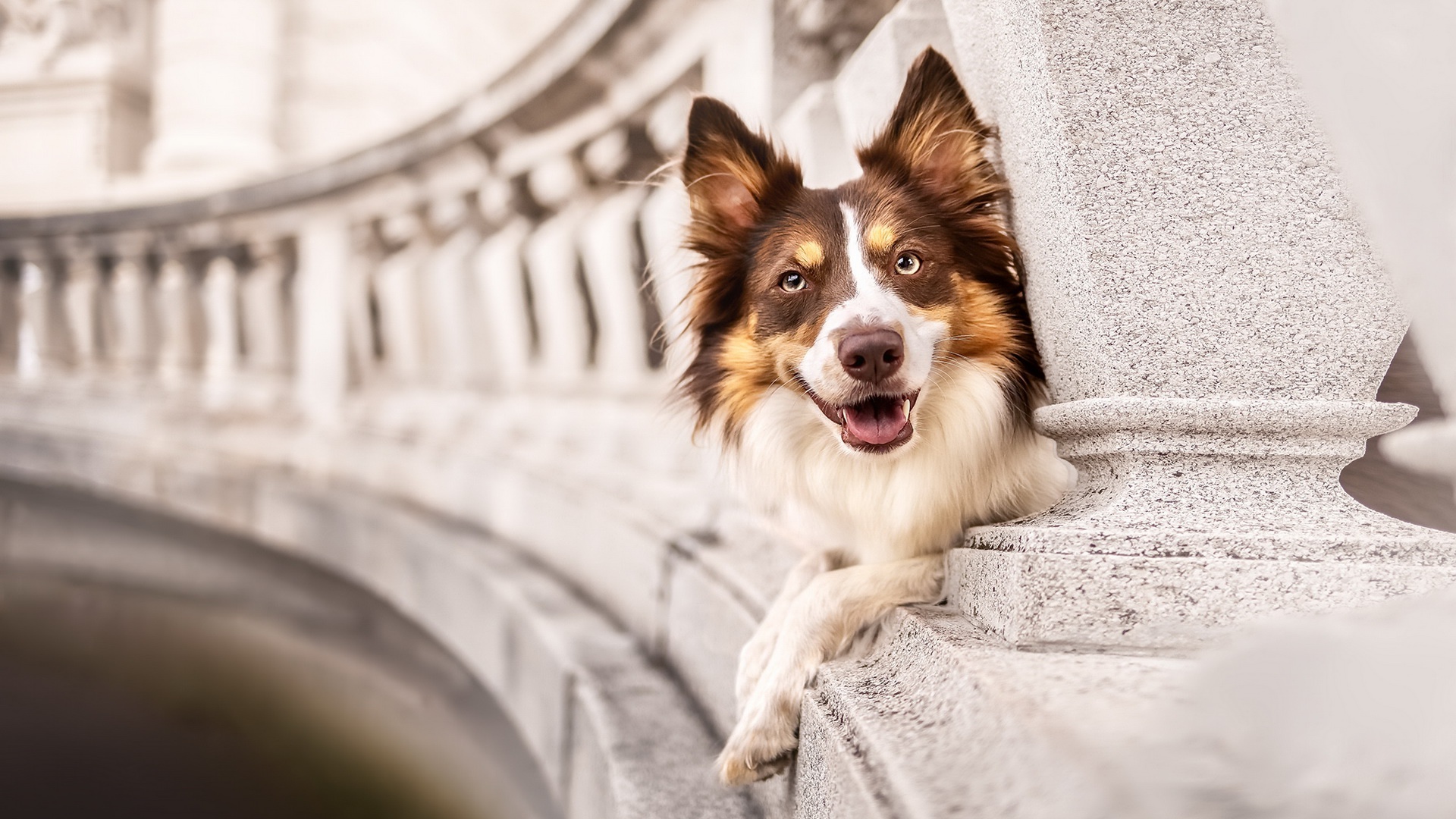 Baixar papel de parede para celular de Cães, Cão, Animais gratuito.