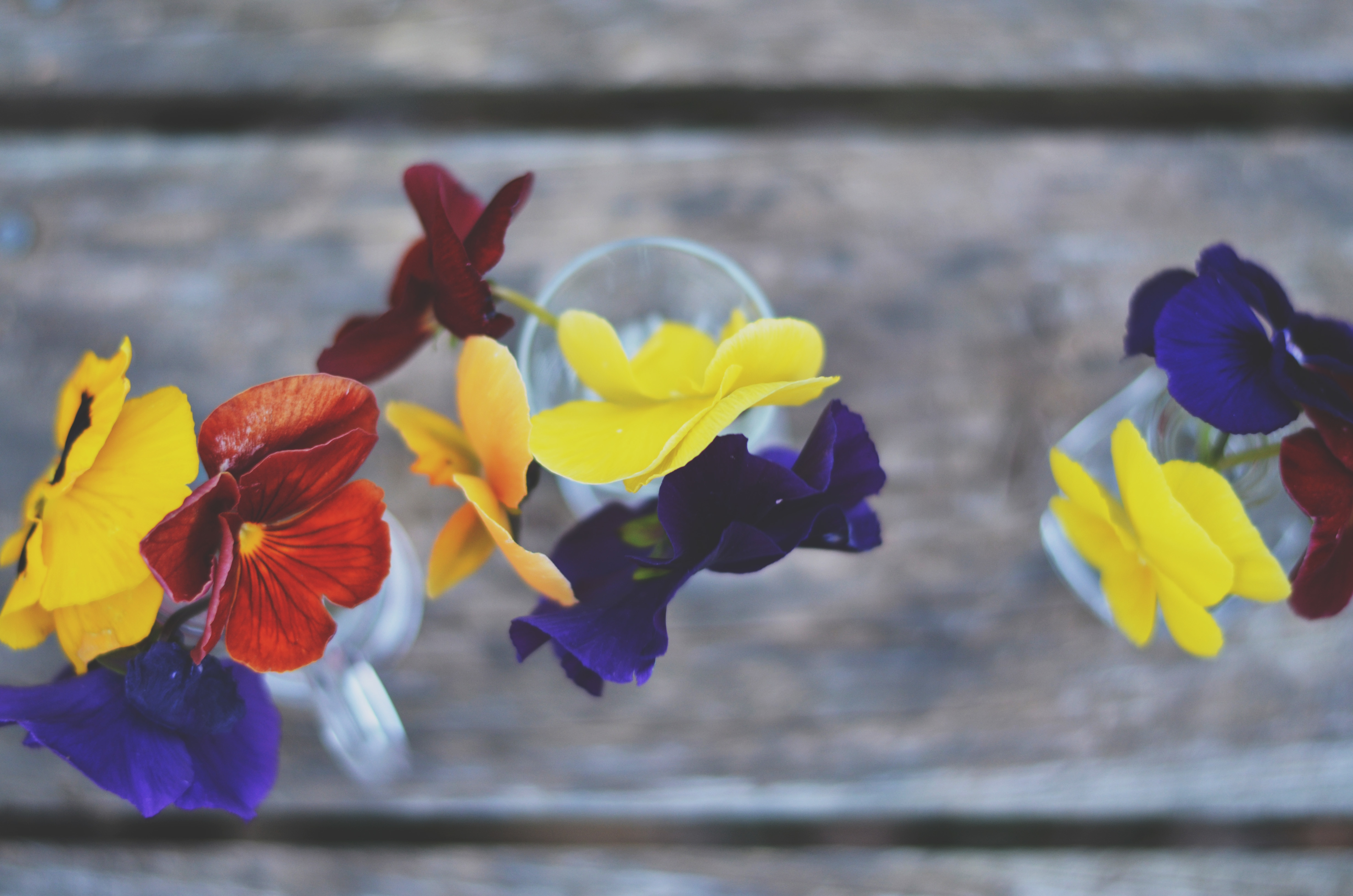Free download wallpaper Flowers, Earth, Pansy on your PC desktop