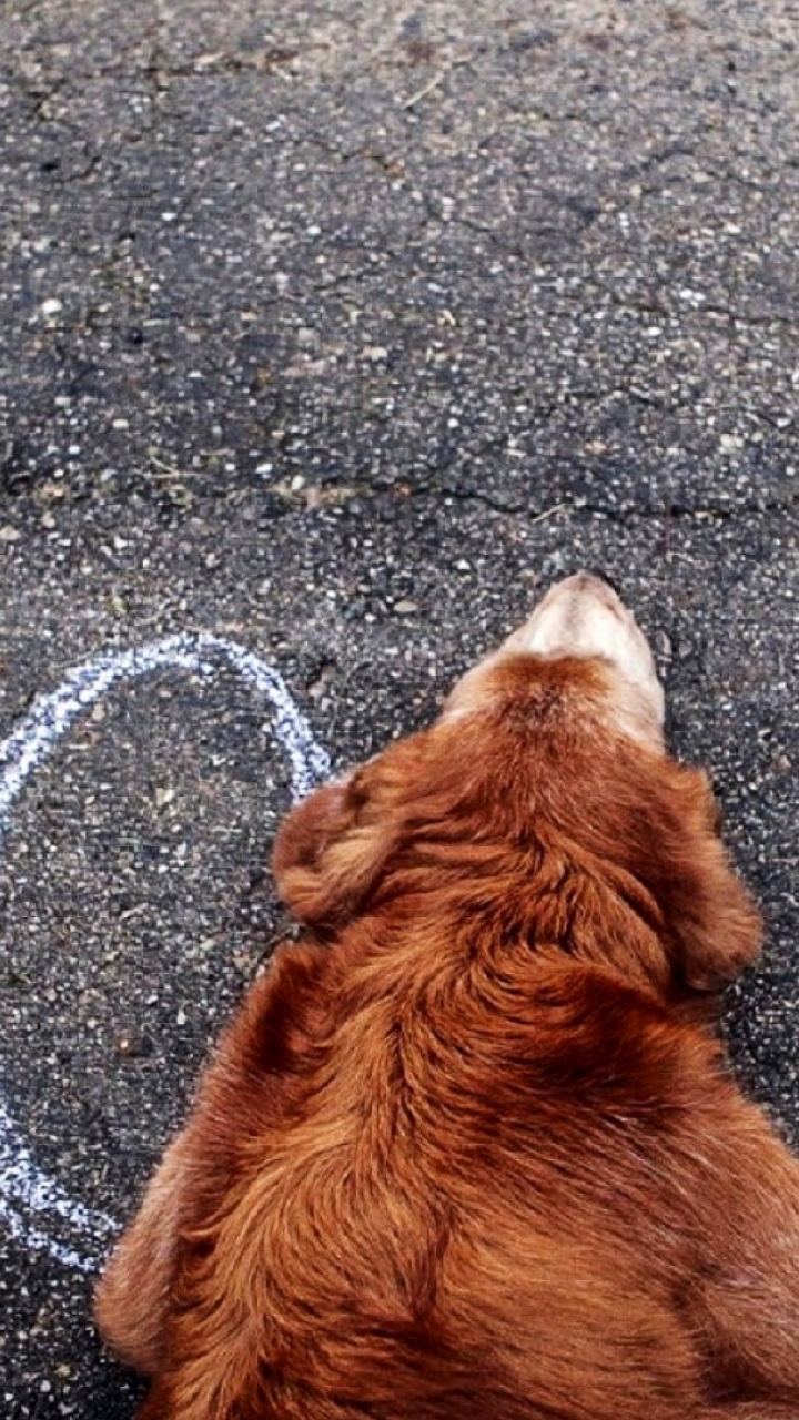 Baixar papel de parede para celular de Animais, Cães, Cão gratuito.