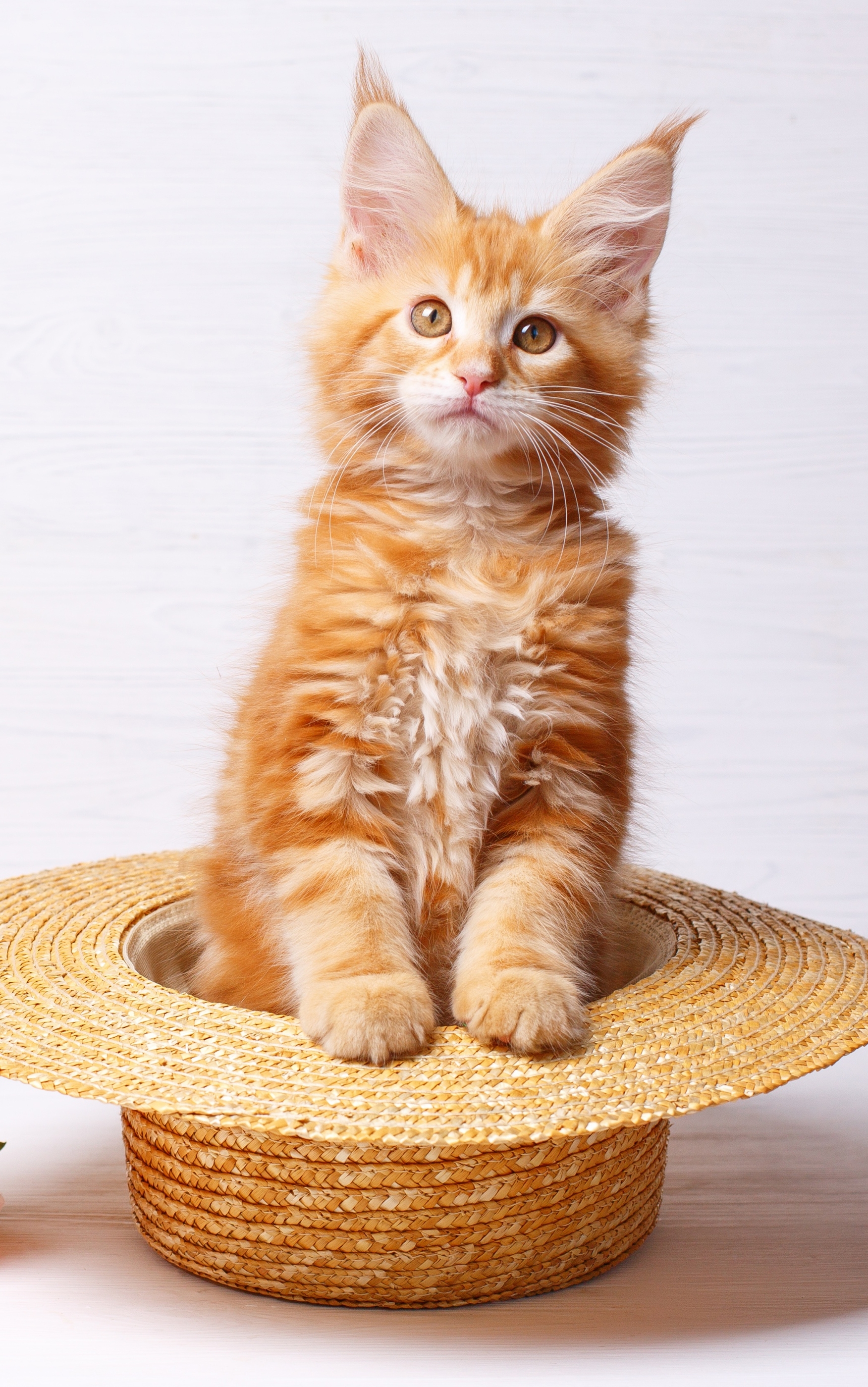 Download mobile wallpaper Cats, Cat, Animal, Straw Hat for free.