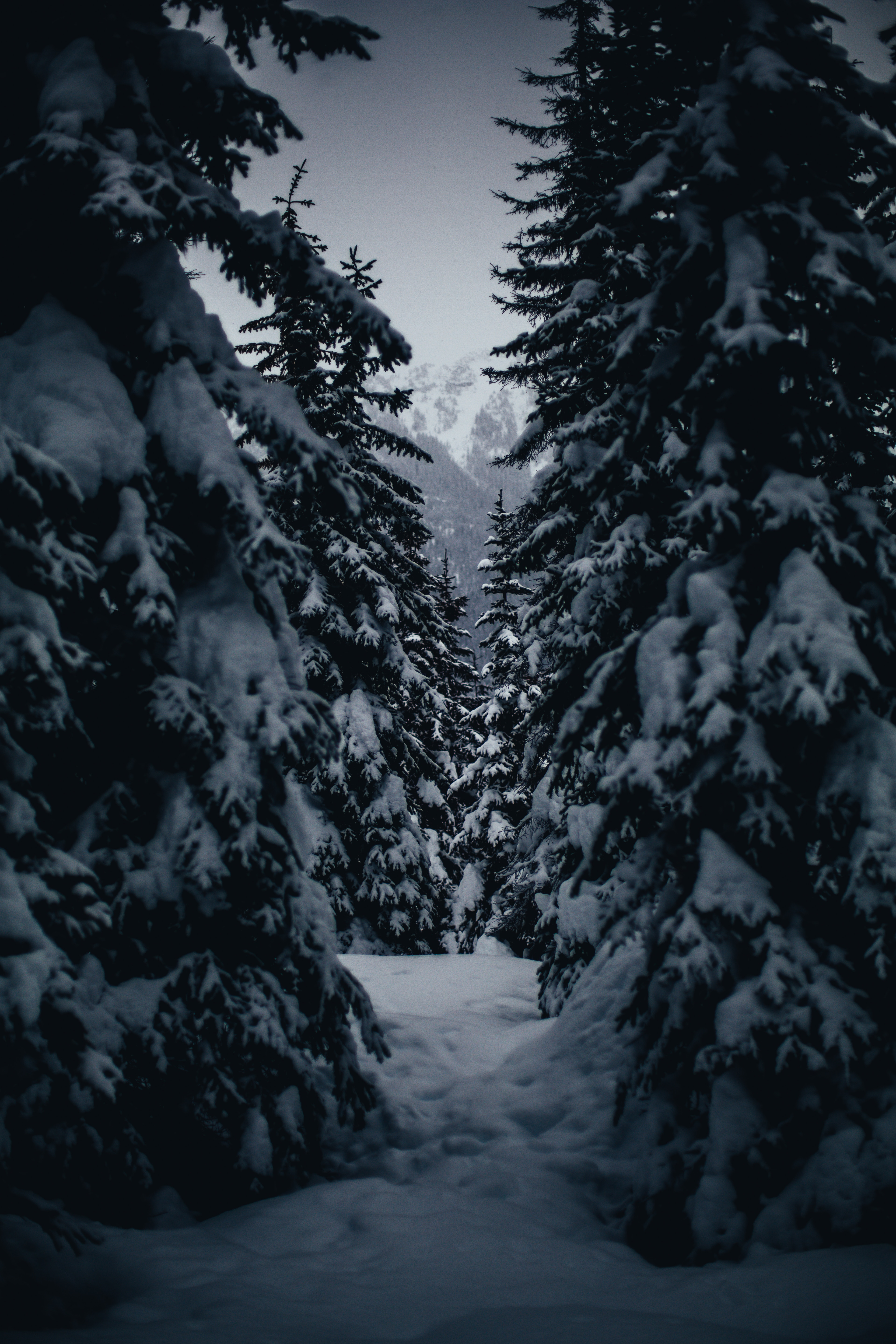 145868 télécharger l'image hiver, nature, arbres, couvert de neige, snowbound, passage - fonds d'écran et économiseurs d'écran gratuits