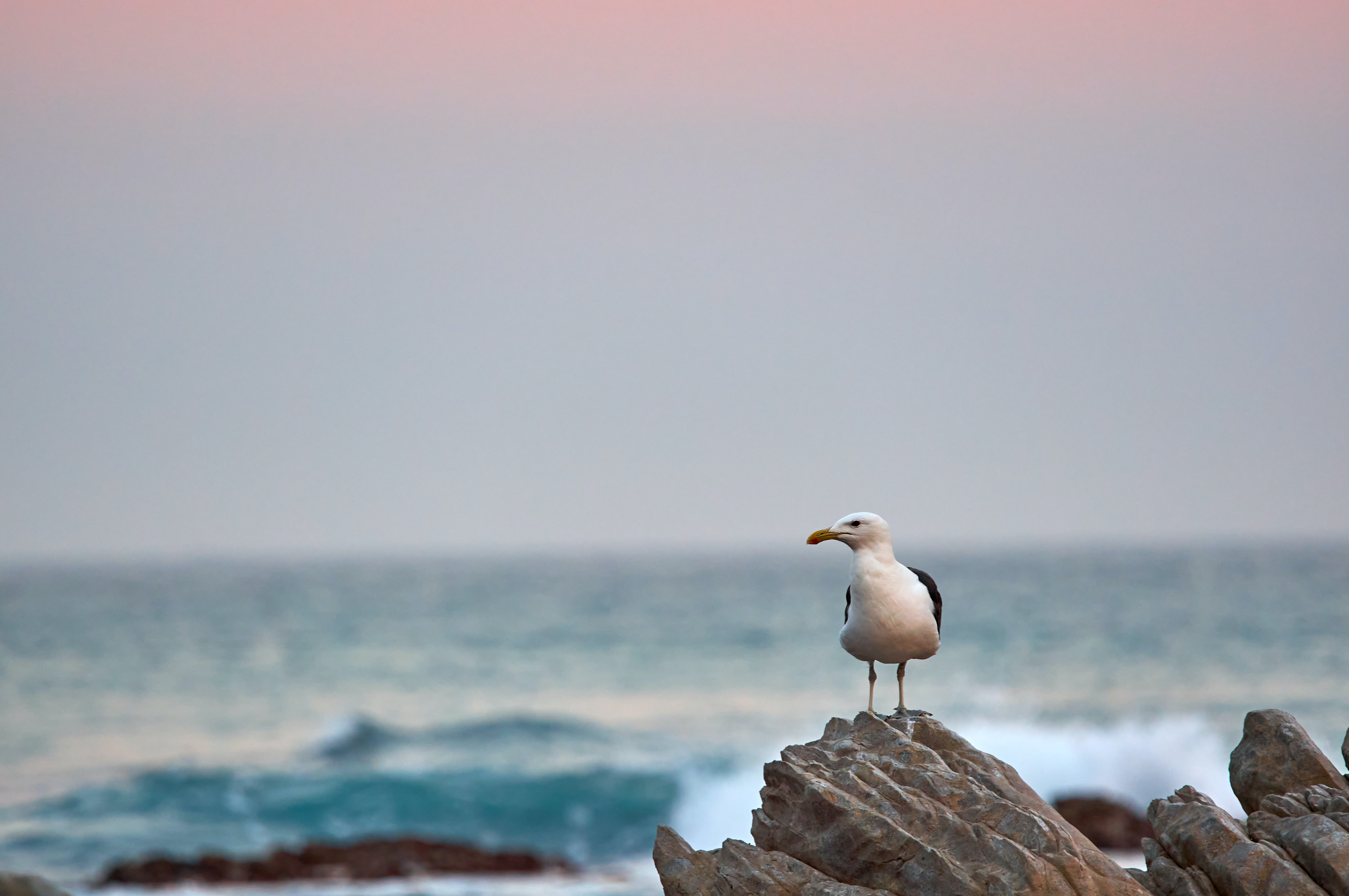Free download wallpaper Sea, Rock, Bird, Beak, Gull, Animals, Stone, Seagull on your PC desktop