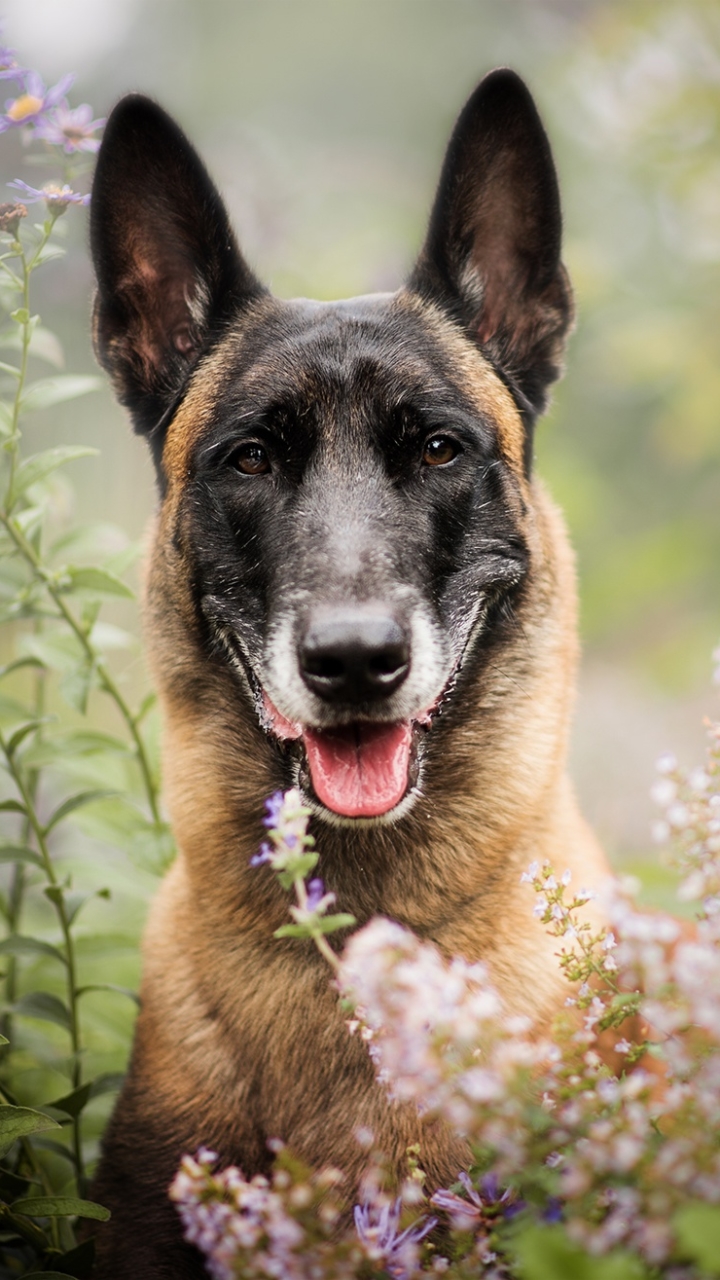 Download mobile wallpaper Dogs, Flower, Dog, Animal, Belgian Malinois for free.