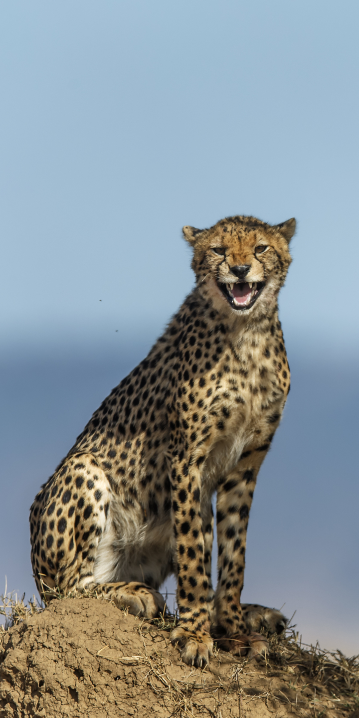 Download mobile wallpaper Cats, Cheetah, Animal for free.