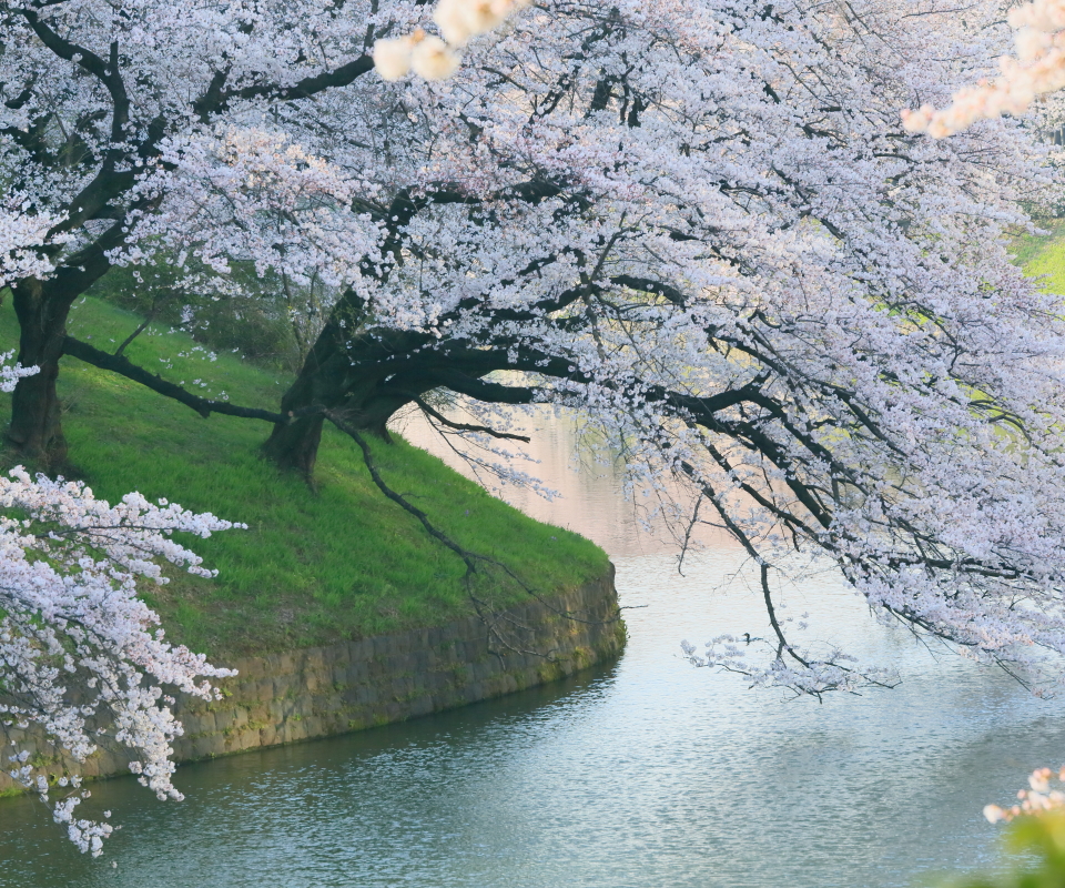 Handy-Wallpaper Sakura, Japan, Frühling, Kirschblüte, Erde/natur, Sakura Blüte, Kirschbaum kostenlos herunterladen.