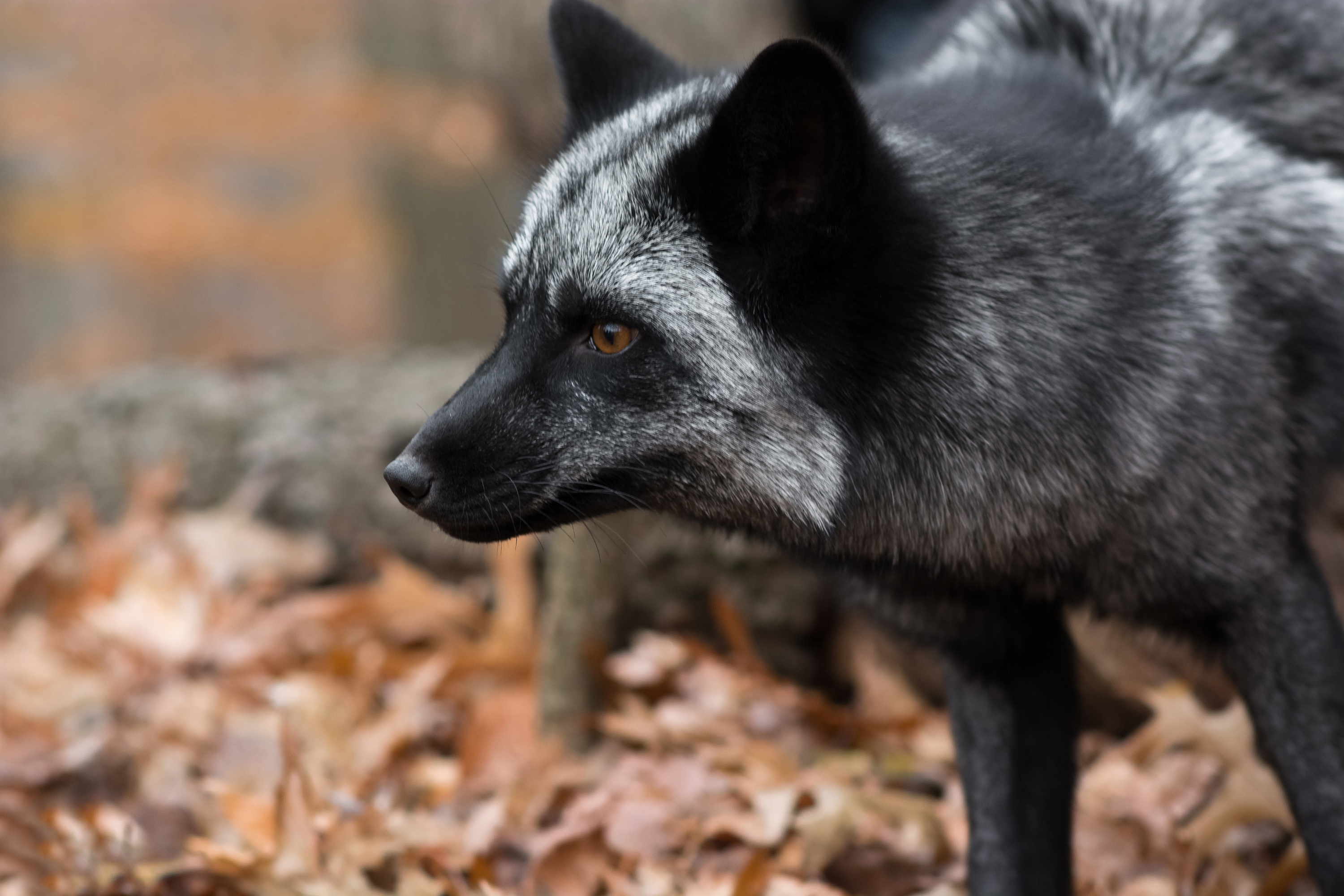 Laden Sie das Tiere, Fuchs, Silberfuchs (Tier)-Bild kostenlos auf Ihren PC-Desktop herunter