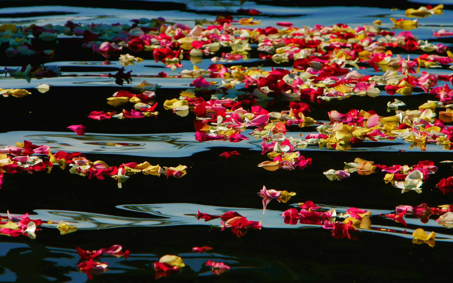 Laden Sie das Wasser, Blütenblatt, Erde/natur-Bild kostenlos auf Ihren PC-Desktop herunter
