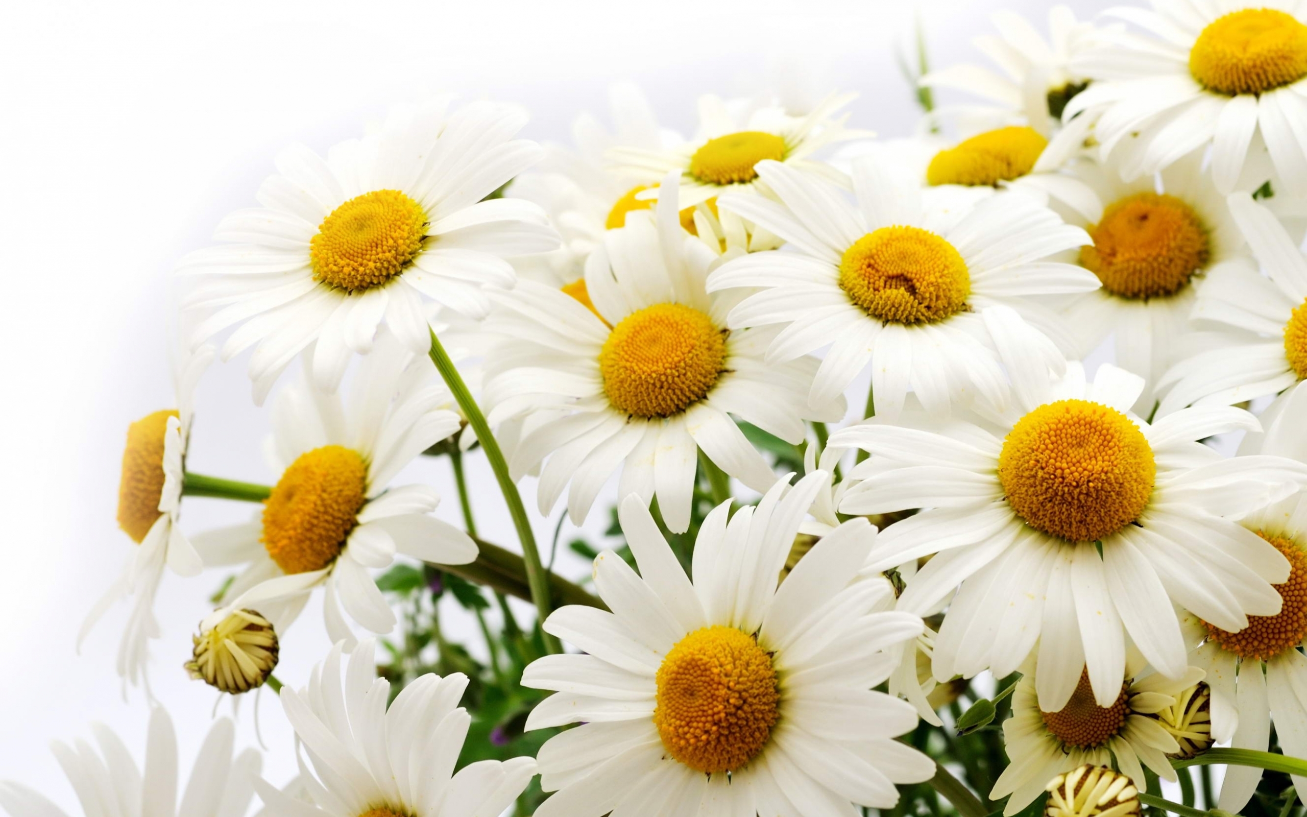 Laden Sie das Pflanzen, Kamille, Blumen-Bild kostenlos auf Ihren PC-Desktop herunter