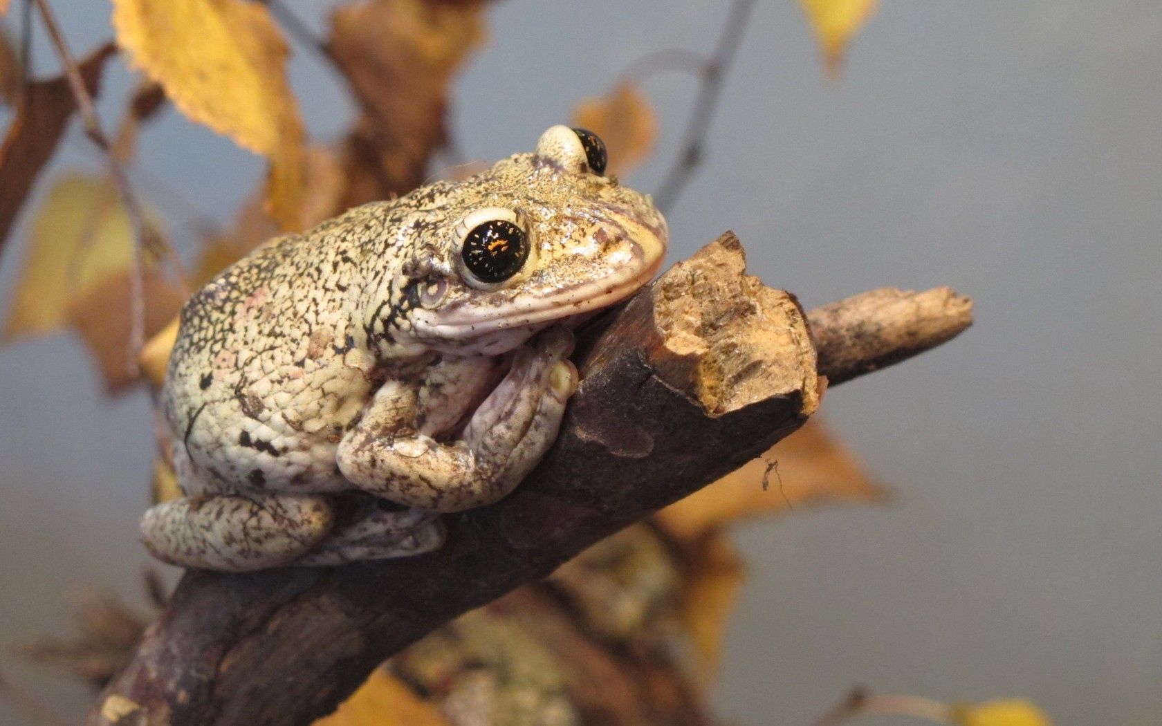 Free download wallpaper Animals, Autumn, Branch, Reptile, Toad on your PC desktop