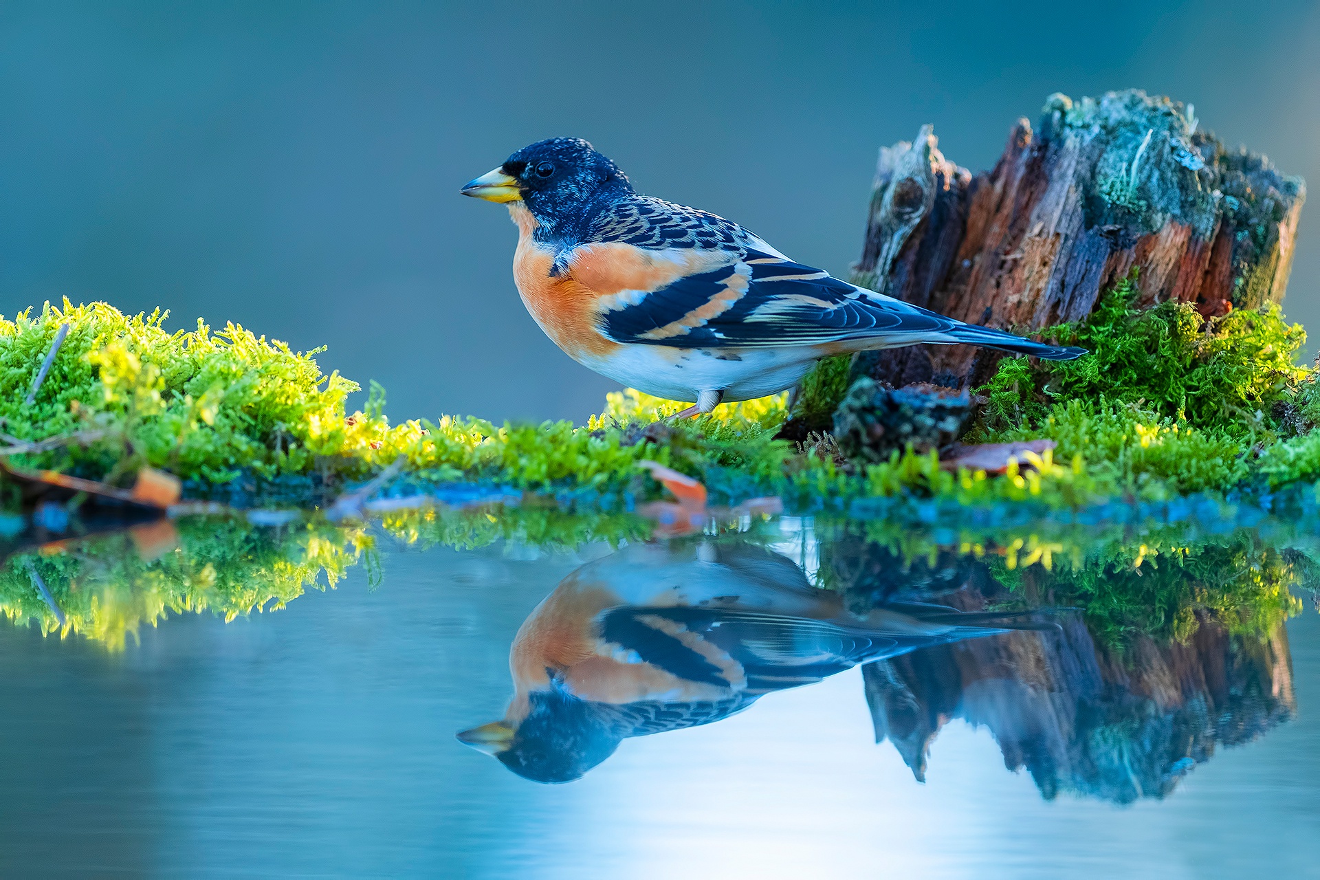 Download mobile wallpaper Birds, Reflection, Animal, Finch for free.