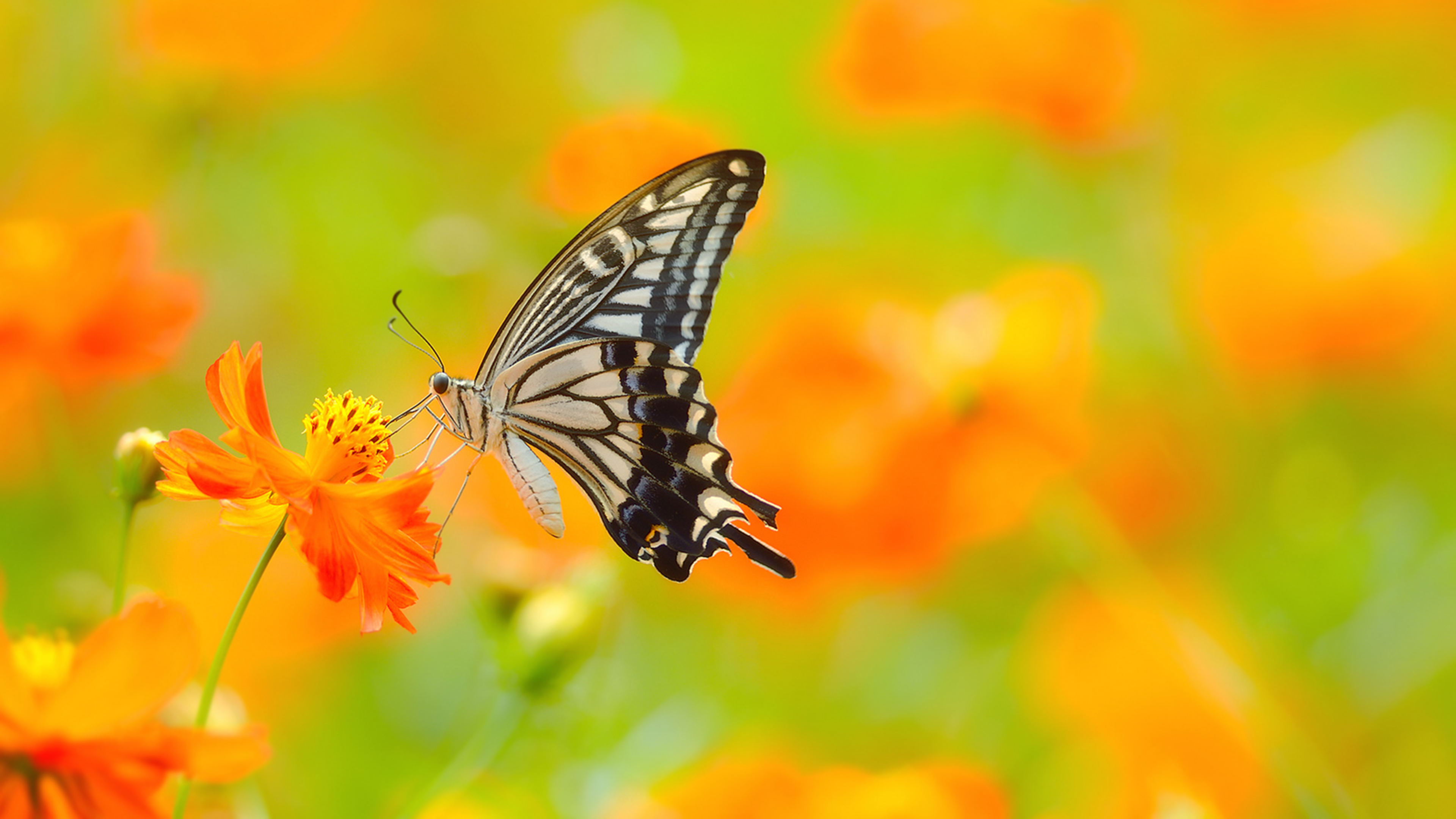 618183 descargar imagen mariposa, animales: fondos de pantalla y protectores de pantalla gratis