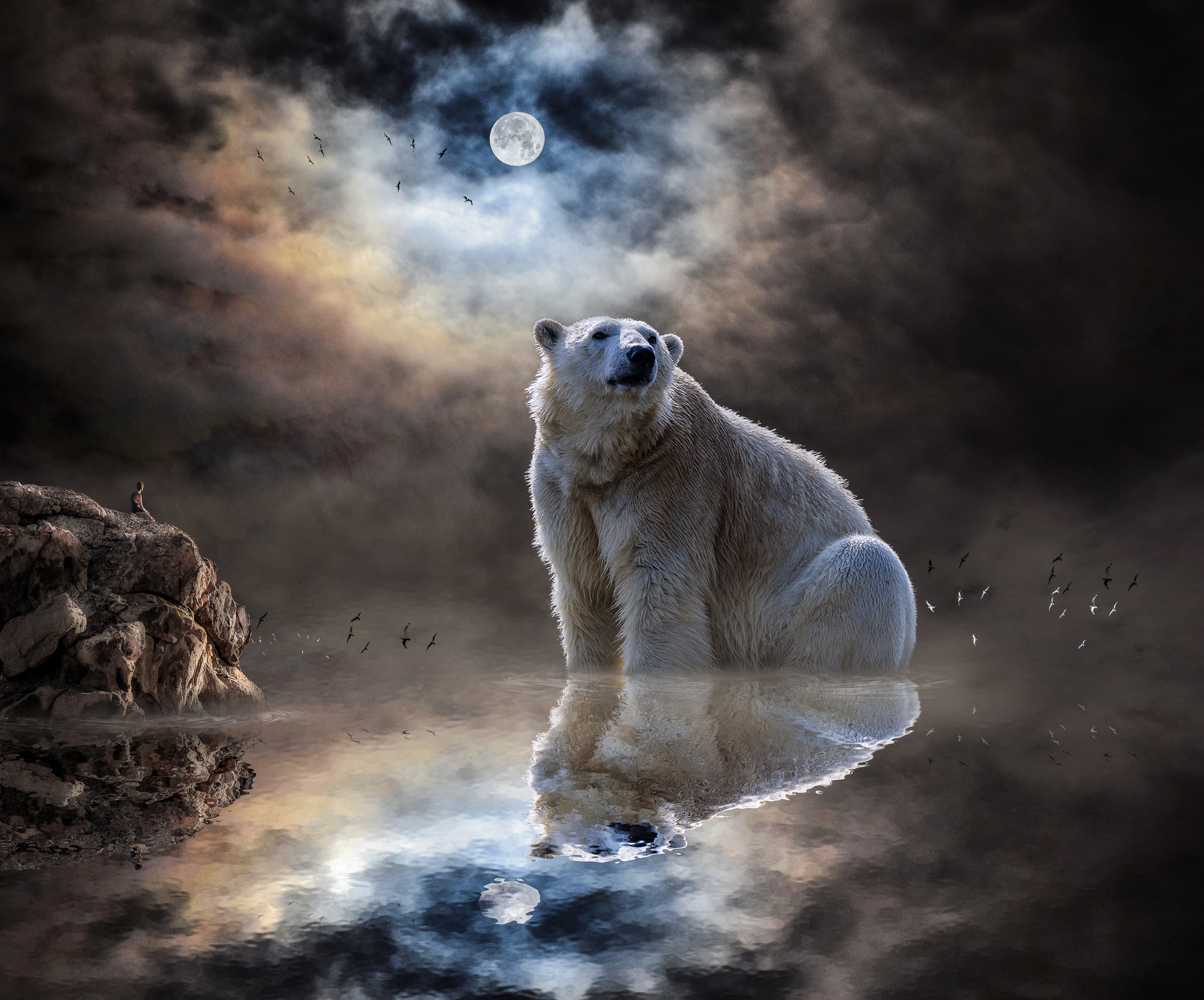 88371 скачать обои белый медведь, полярный медведь, животные, океан, отражение, млекопитающее - заставки и картинки бесплатно