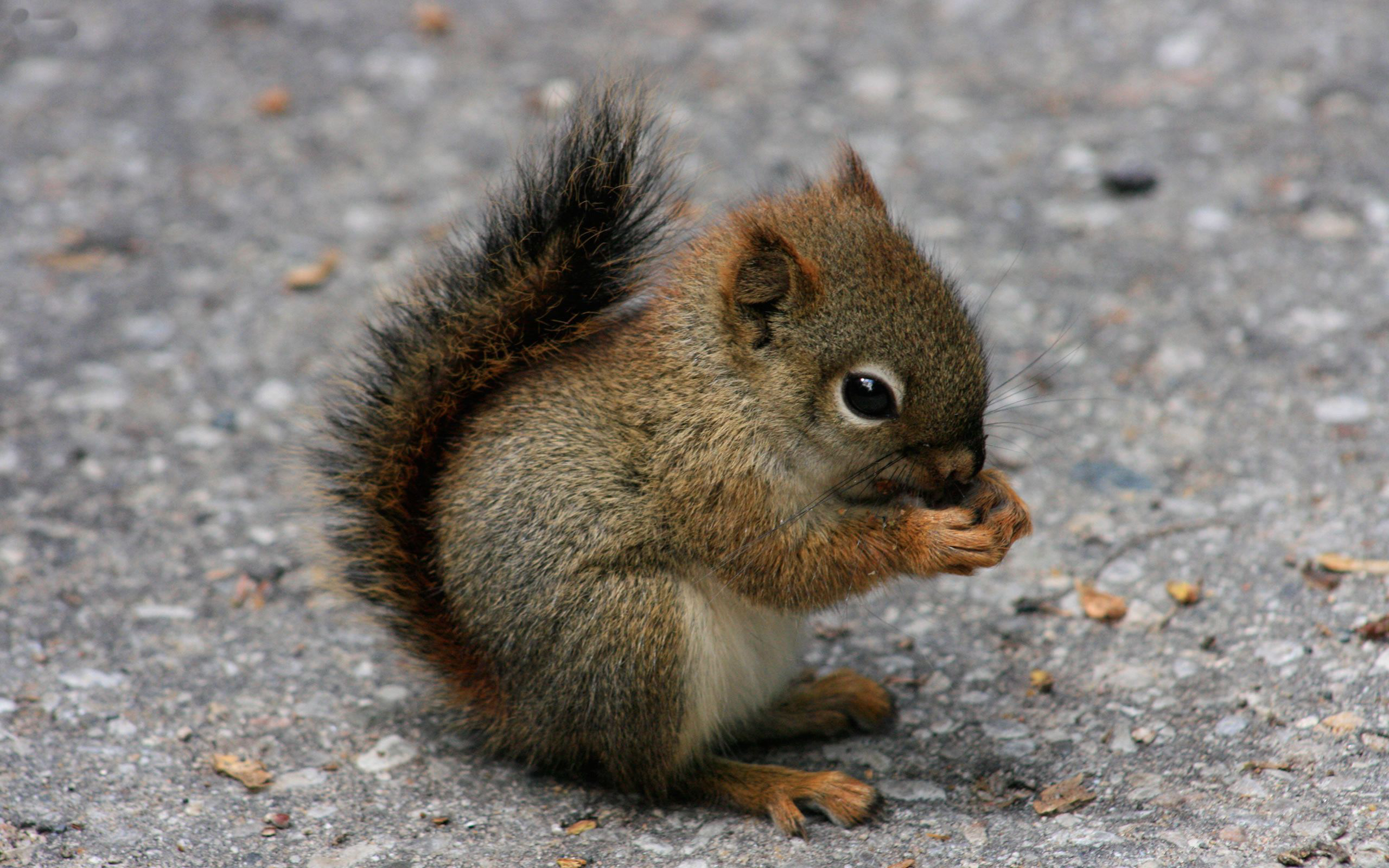 Die besten Rotes Eichhörnchen-Hintergründe für den Telefonbildschirm