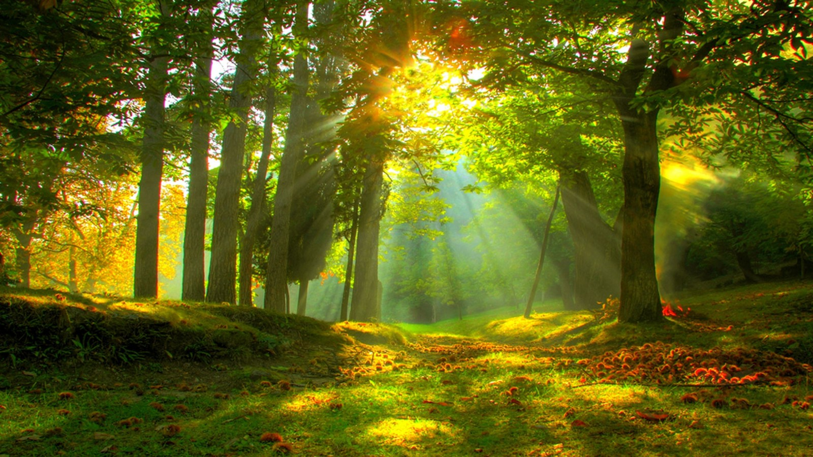 Free download wallpaper Sun, Forest, Tree, Fall, Earth, Sunlight, Sunbeam, Sunshine on your PC desktop
