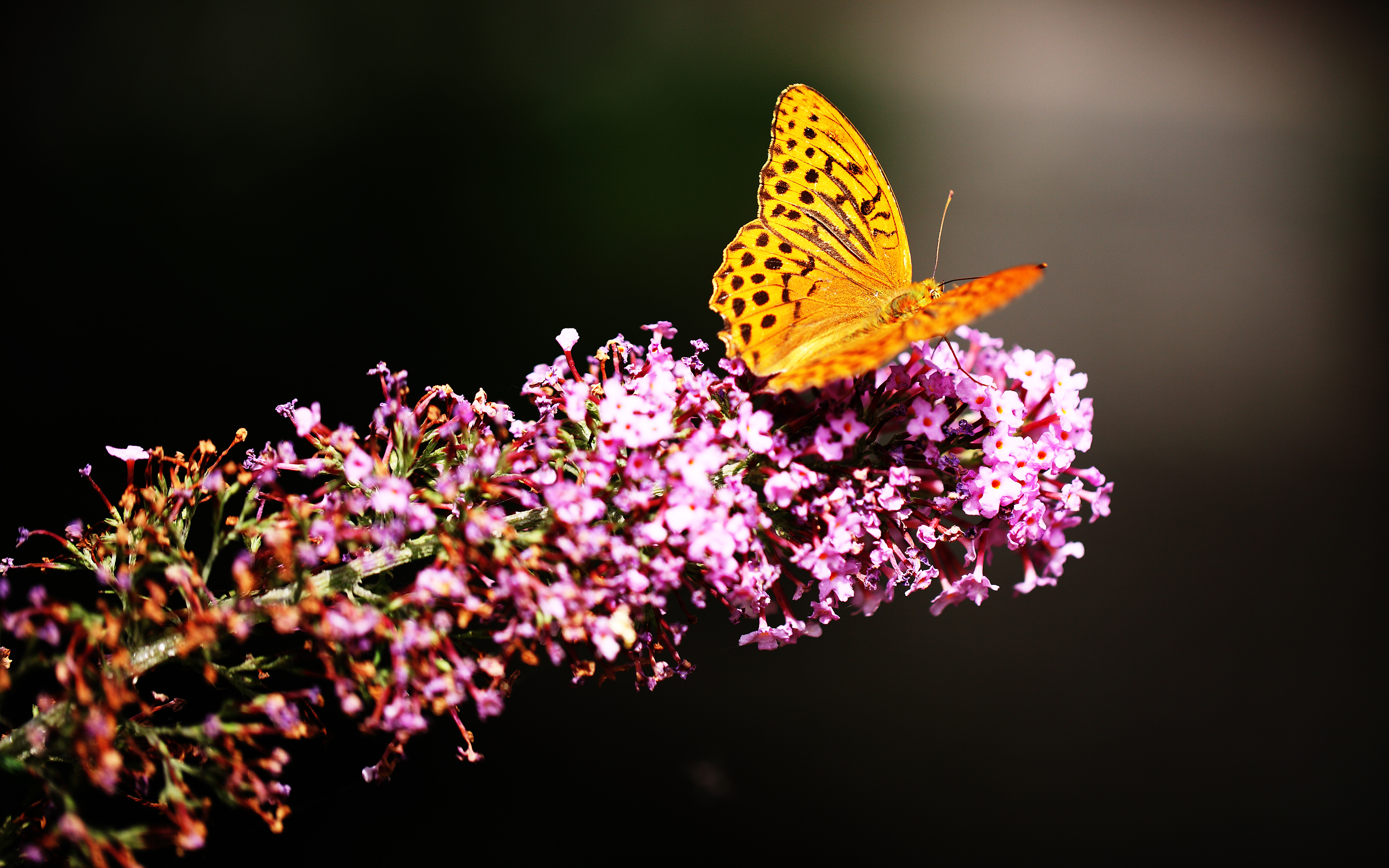 Laden Sie das Tiere, Schmetterlinge-Bild kostenlos auf Ihren PC-Desktop herunter