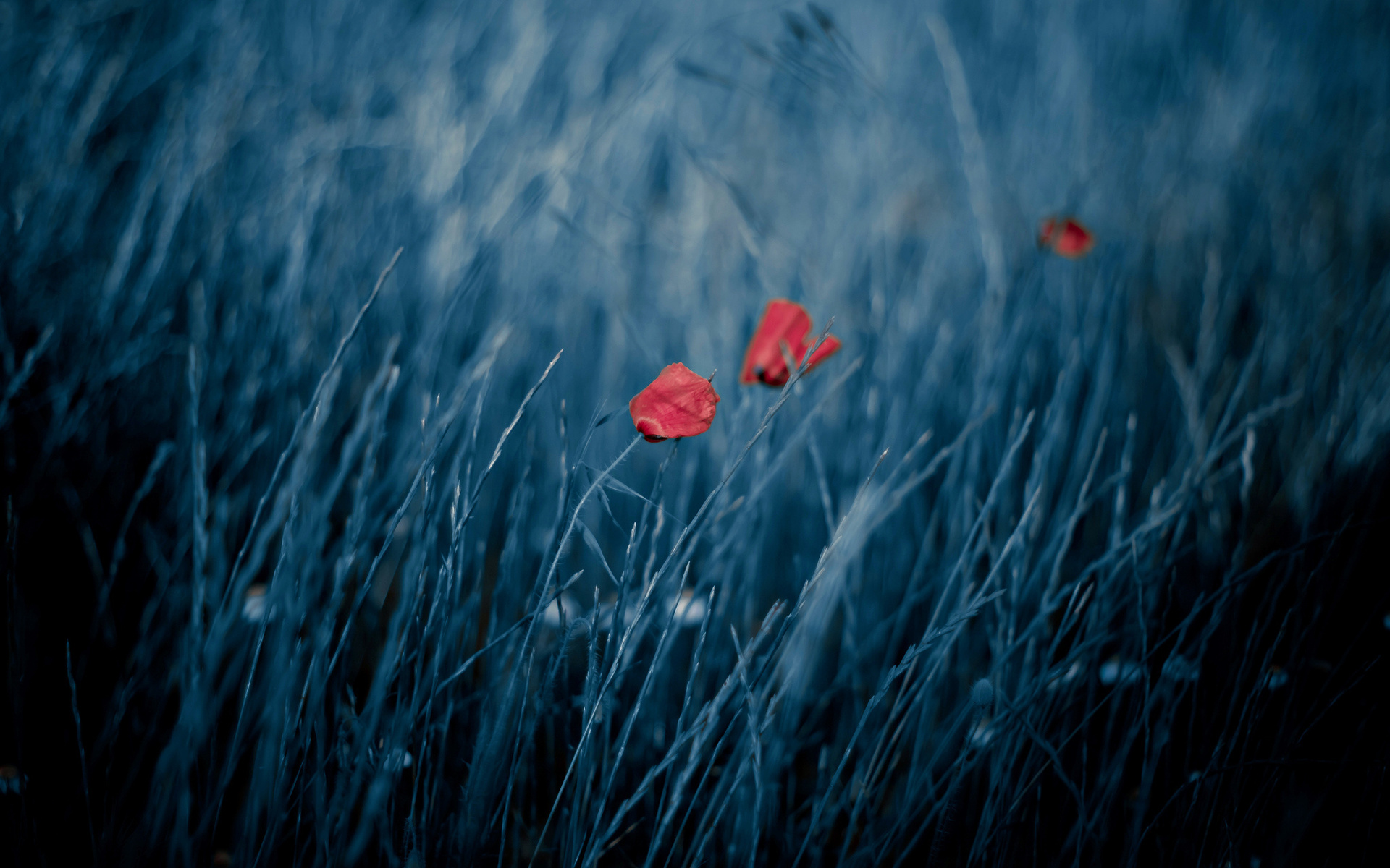 Download mobile wallpaper Poppy, Flowers, Flower, Earth for free.