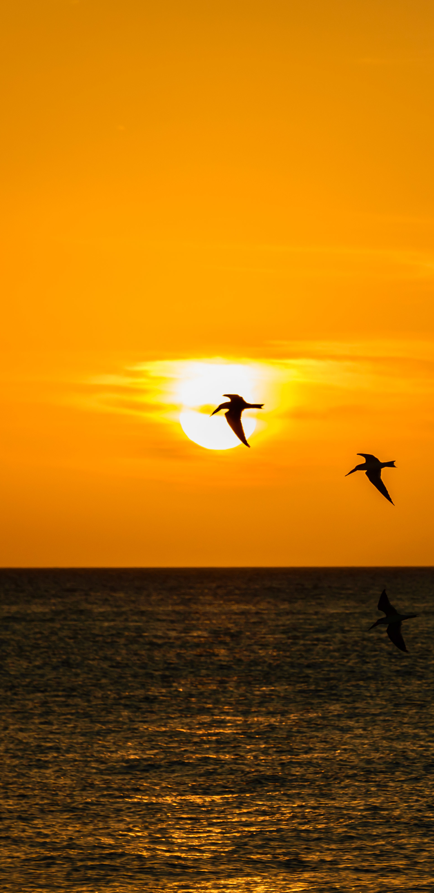 Download mobile wallpaper Sunset, Sea, Silhouette, Bird, Photography for free.