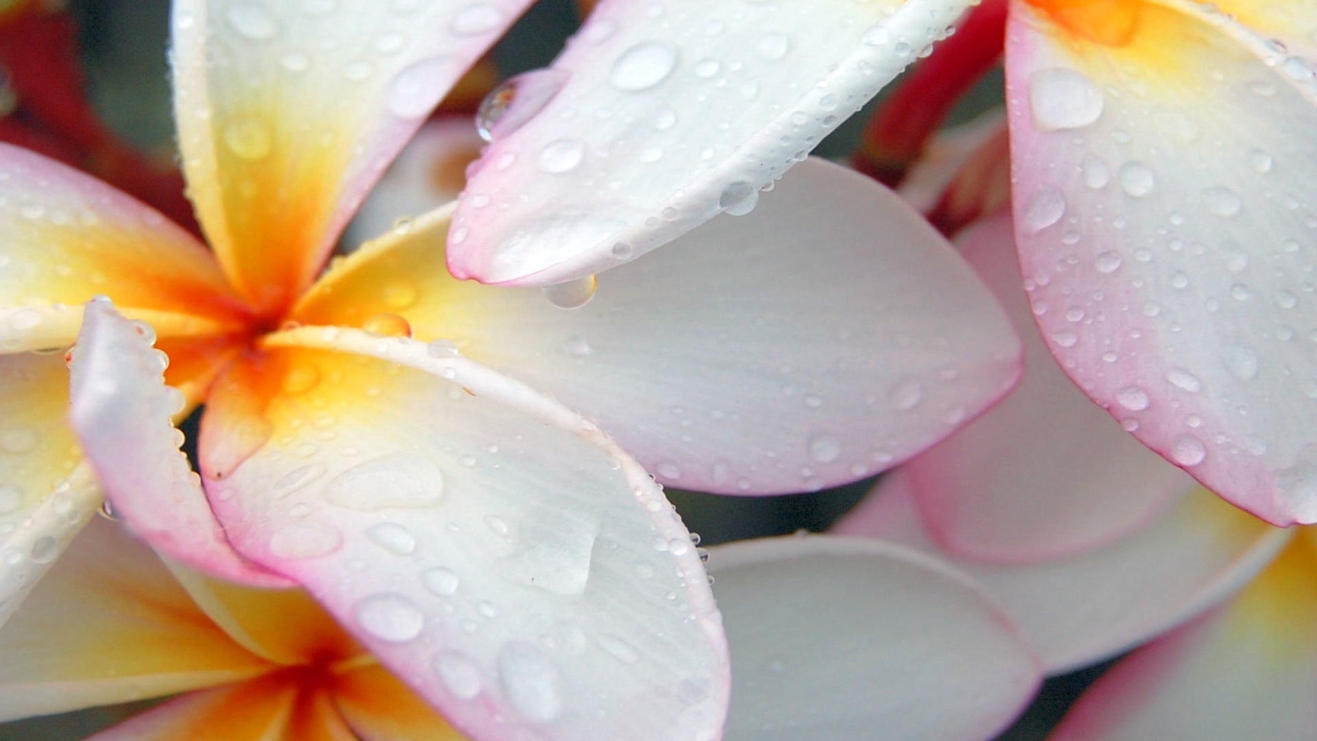 Free download wallpaper Flowers, Drops, Plants on your PC desktop